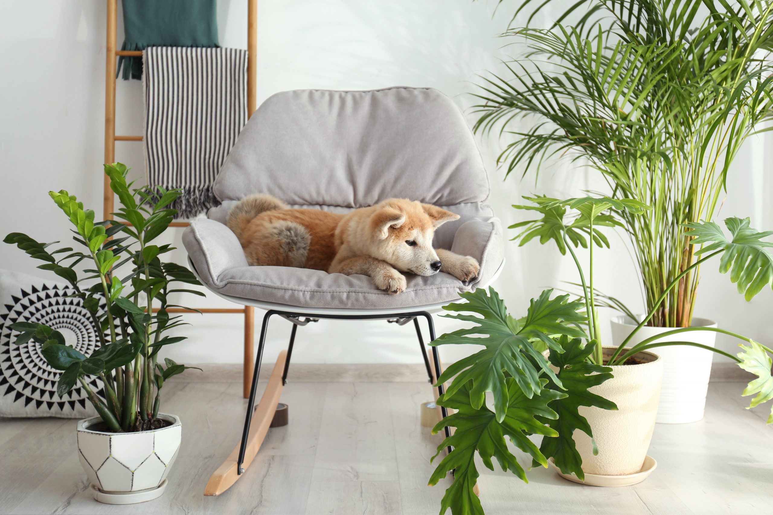 Akita, pas, stolica, stolica za ljuljanje, biljke, kućno cveće