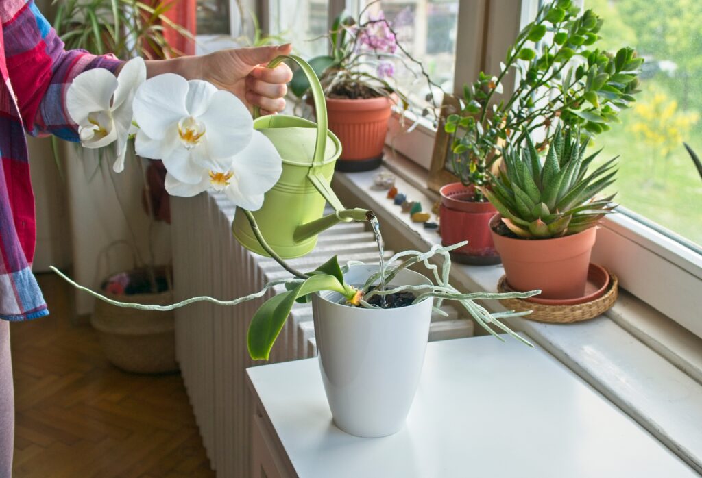 Orhideje, orhideja, sobno cveće, sobne biljke