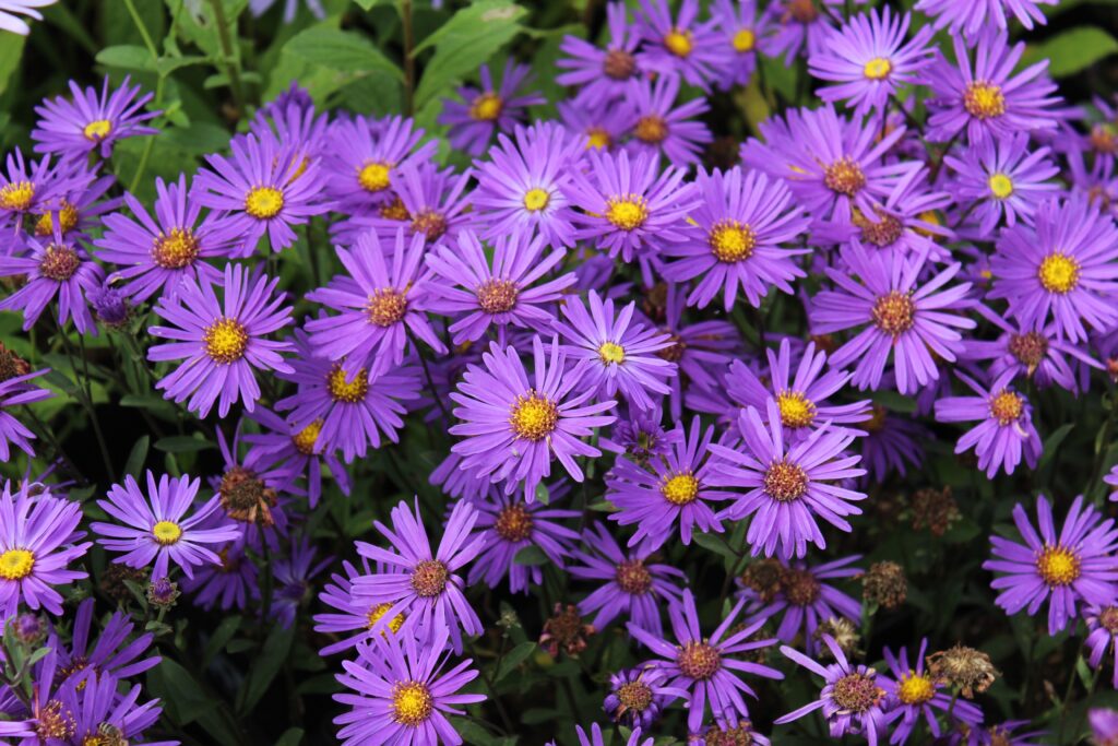 Aster