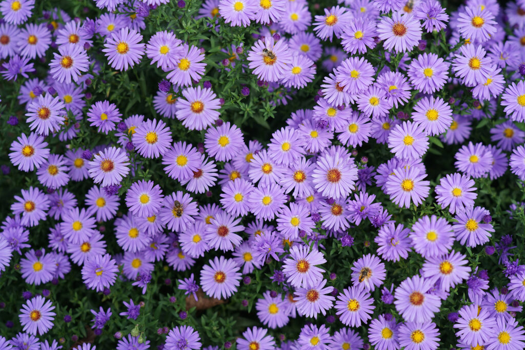 Aster