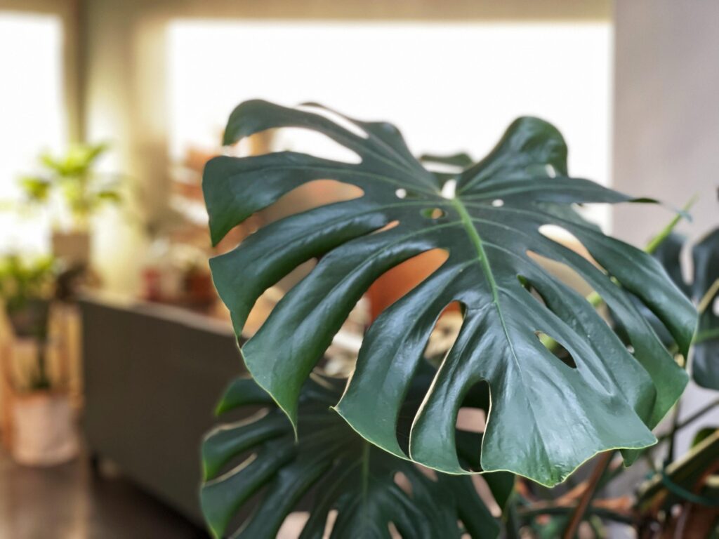 Monstera