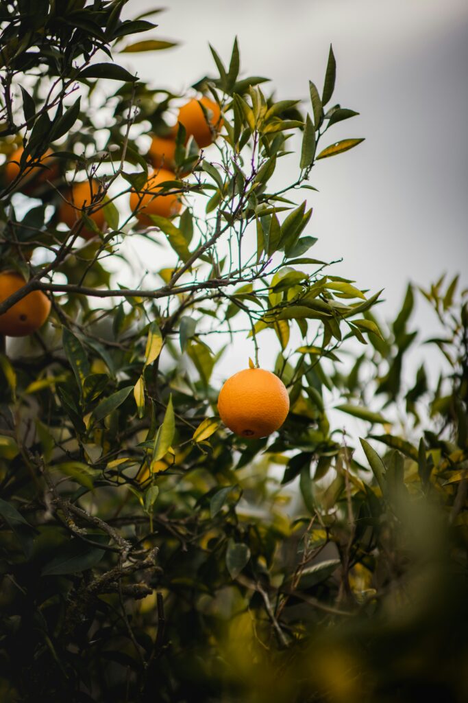 bergamot
