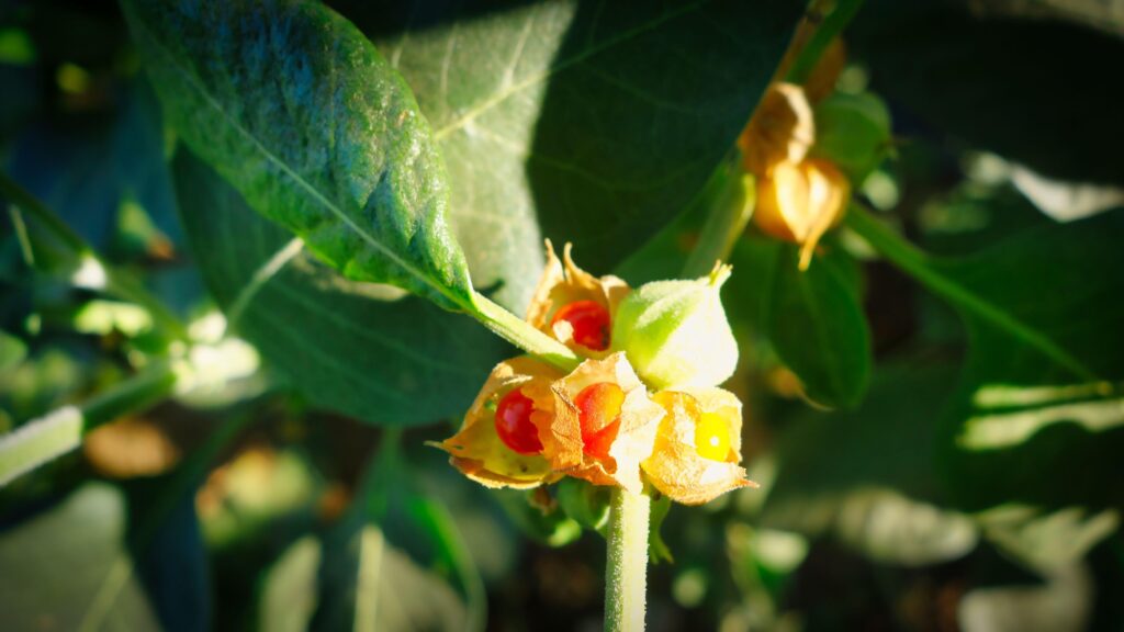 Withania somnifera