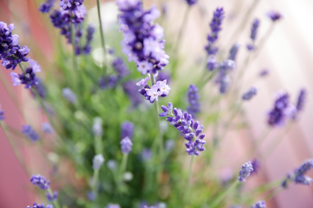 Lavanda