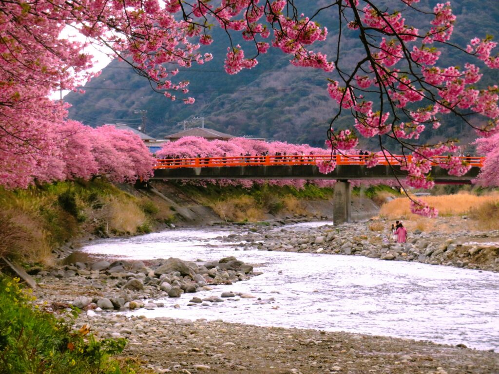 Cvetanje trešnje u Japanu