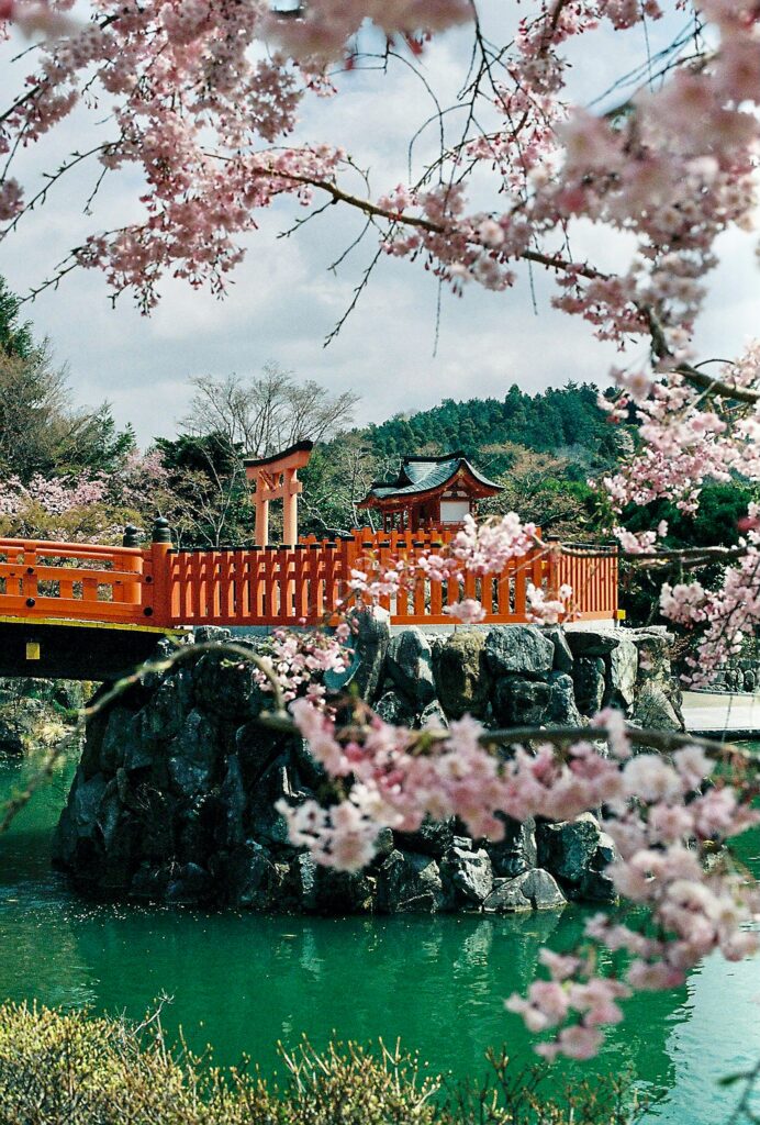 Cvetanje trešnje u Japanu