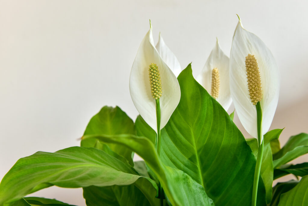 1705235200-Peace-Lily-shutterstock_1834236658-copy-1024x684.jpg