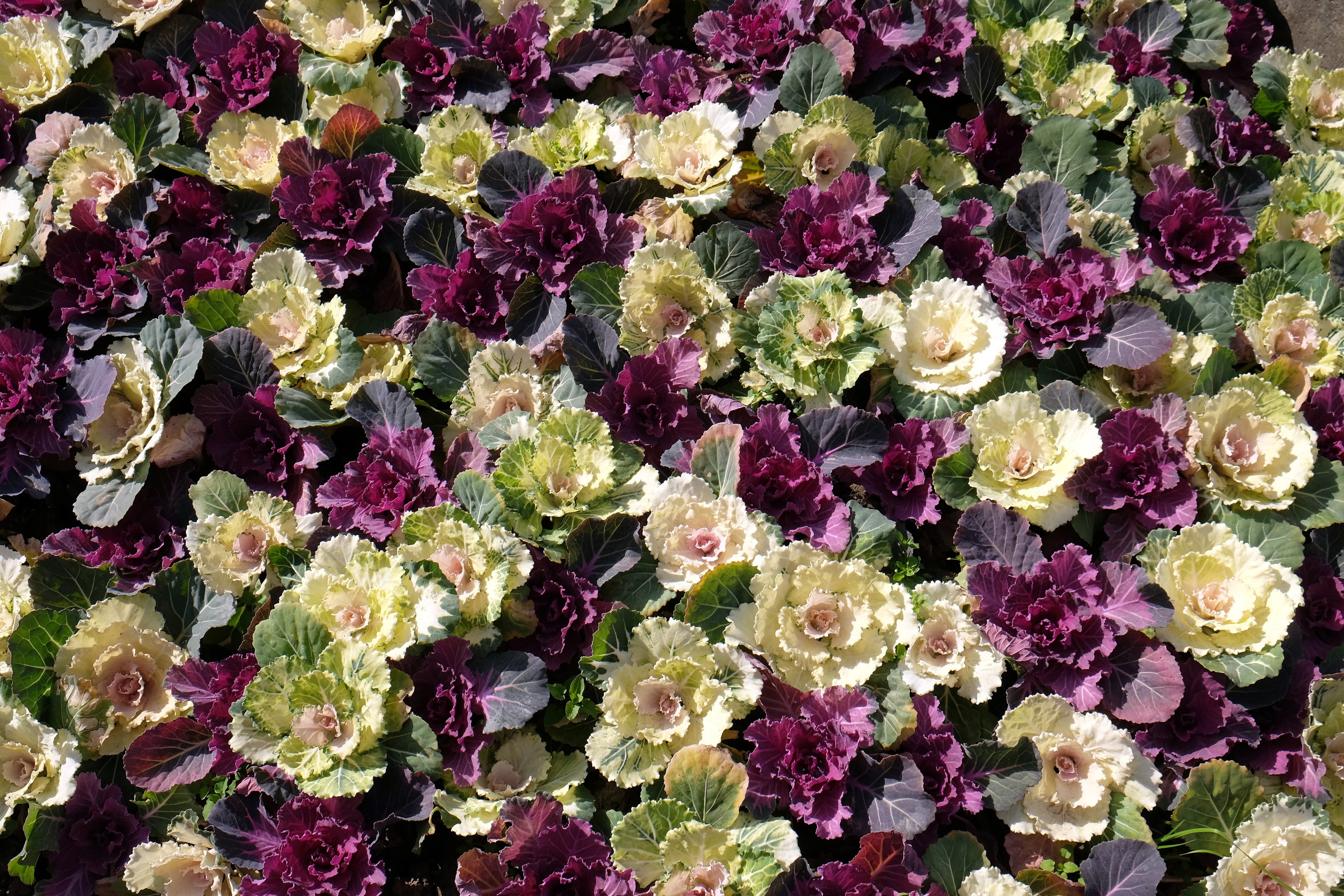 Beautiful colorful kale flowers pattern on the wall background in Shanghai, China