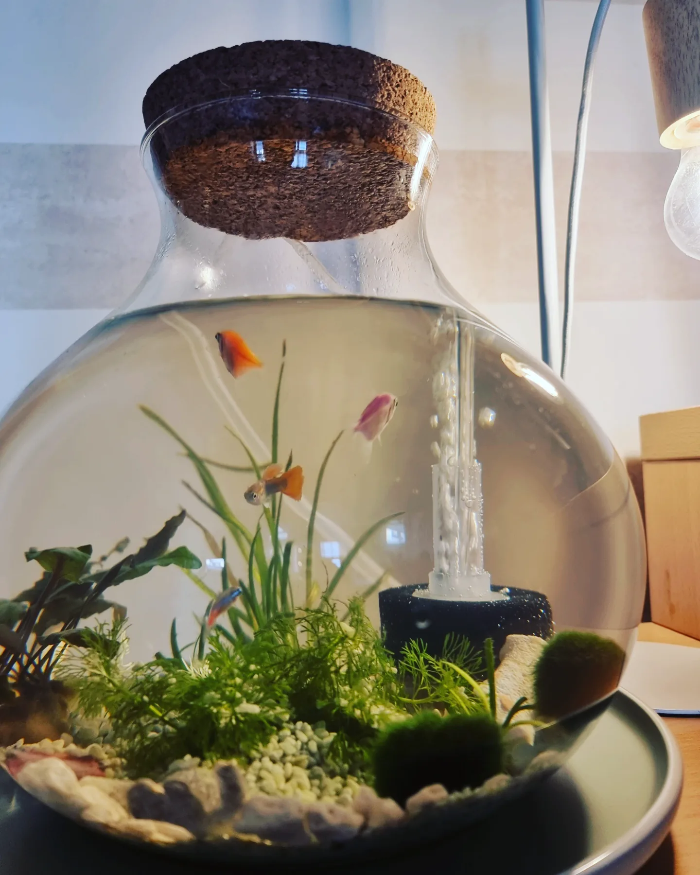 1666634350-IMG_20220201_151731_329.webp