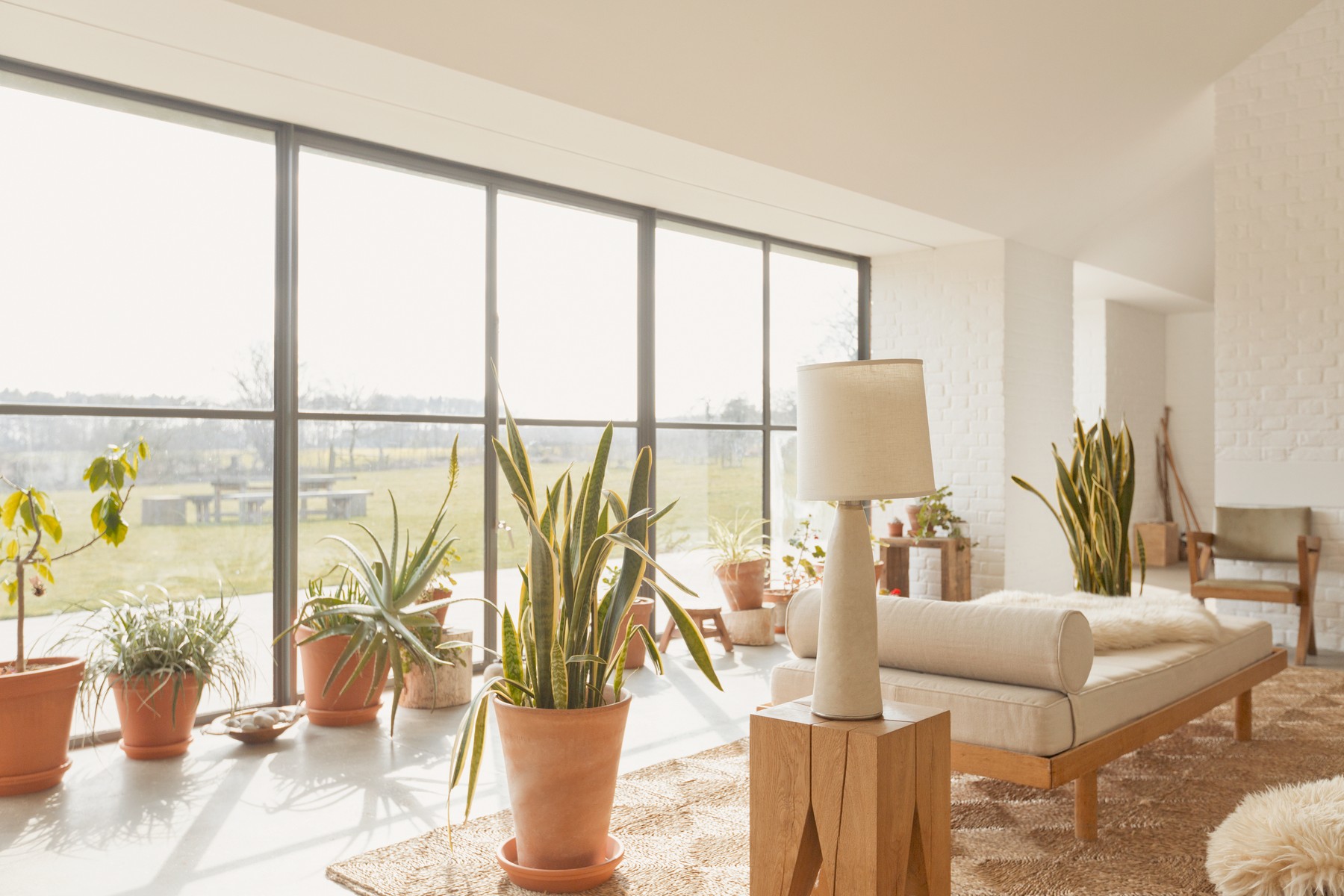 Potted plants in sunny home showcase living room