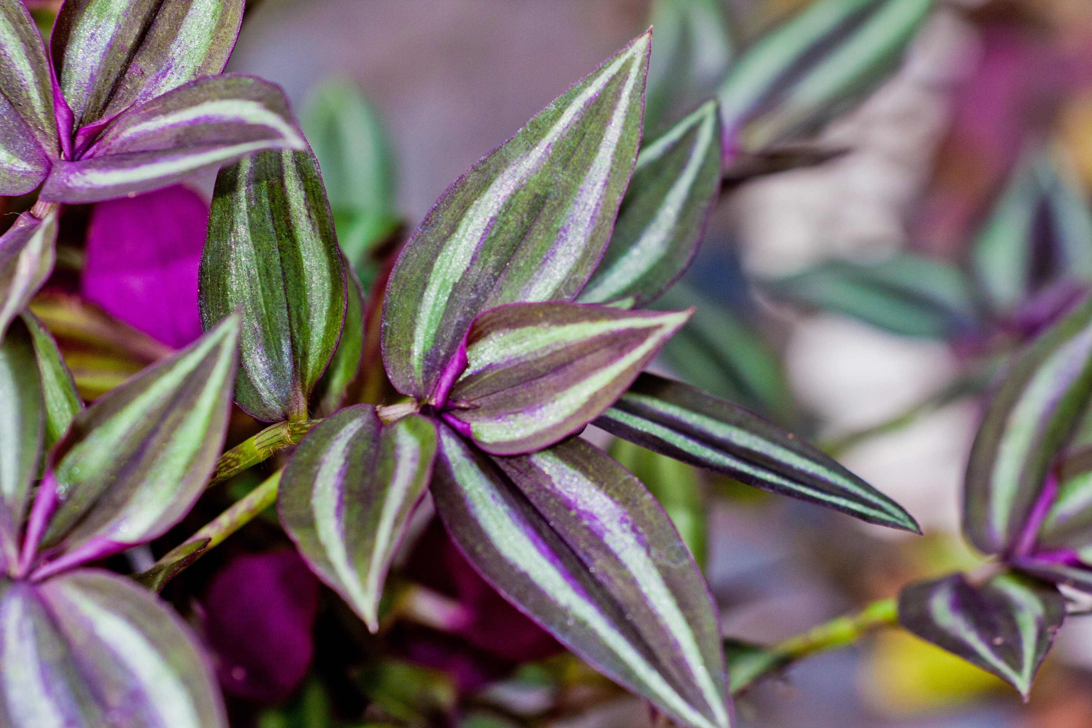 Wandering jew plant. Tradescantia zebrina. Green, purple and silver leaves.
