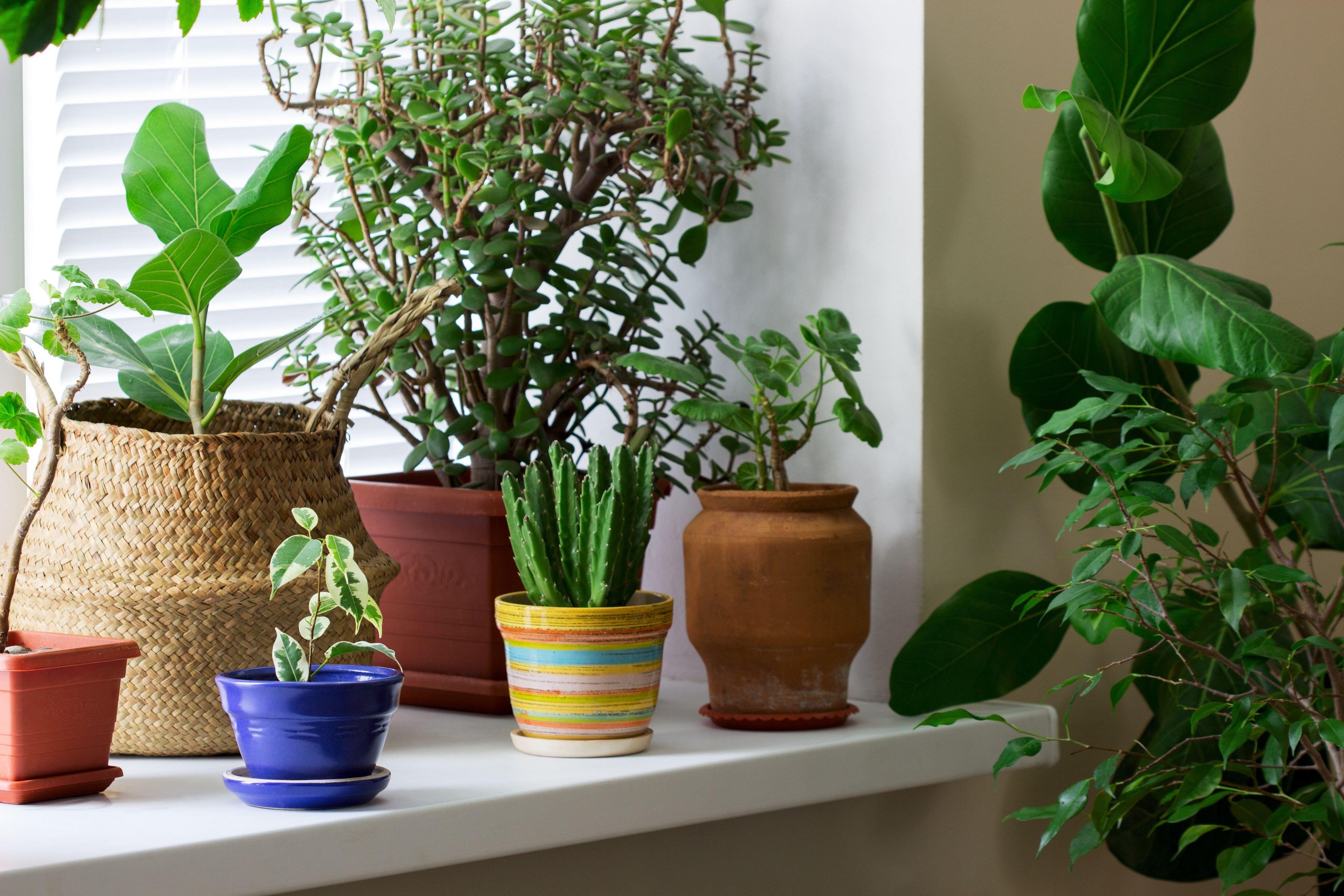 Various indoor plants in pots and a bamboo basket on the windowsill.