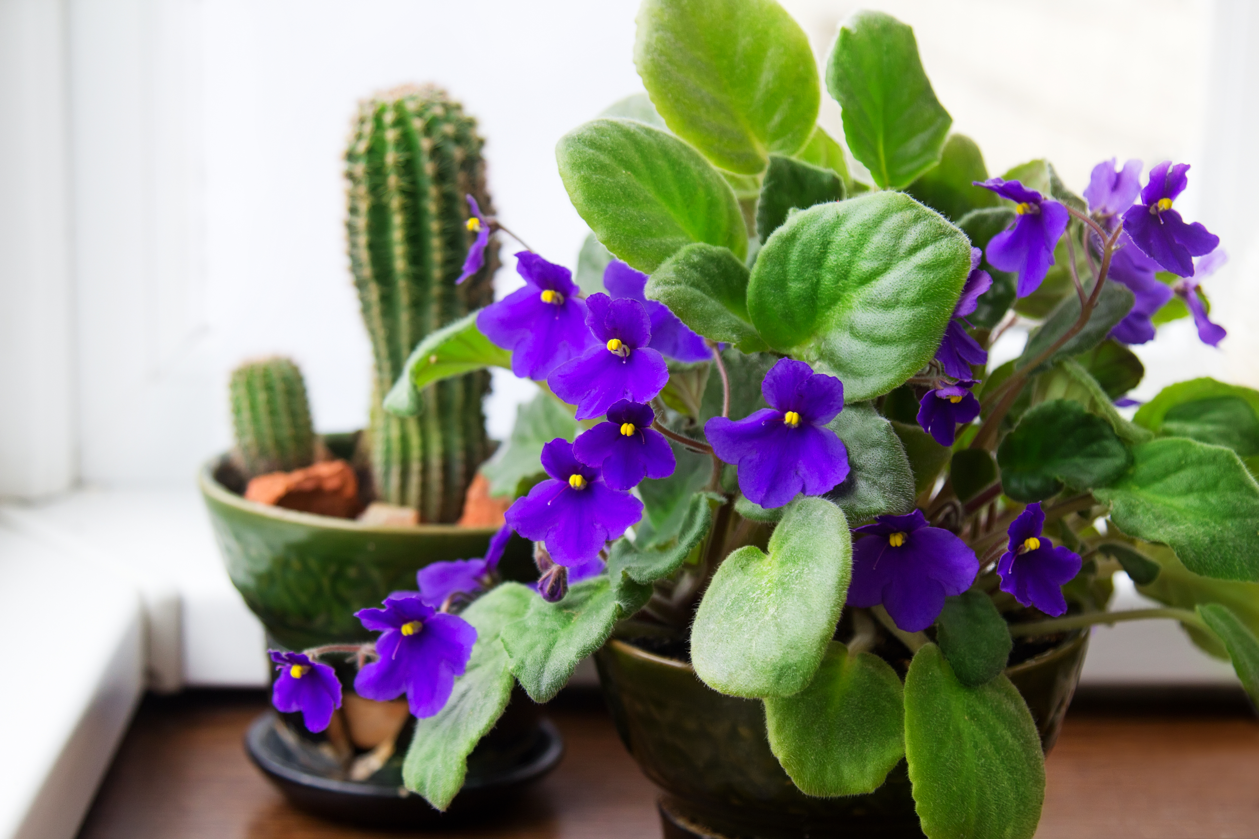 Potted,African,Violet,(saintpaulia),On,The,Background,Of,Cactus,,Houseplants