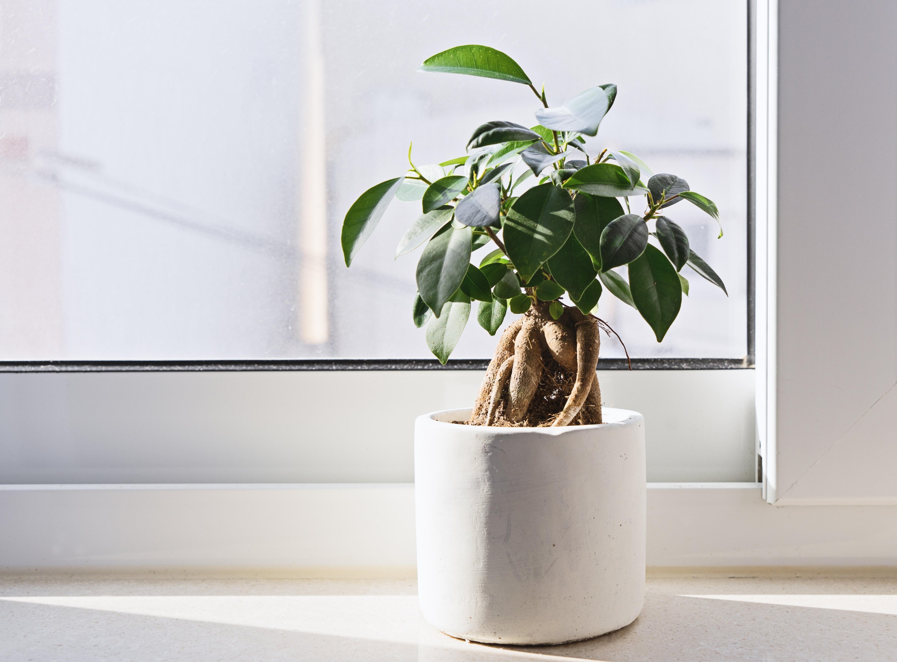 Potted Ficus Bonsai on light windowsill. Indoor flower for office concept