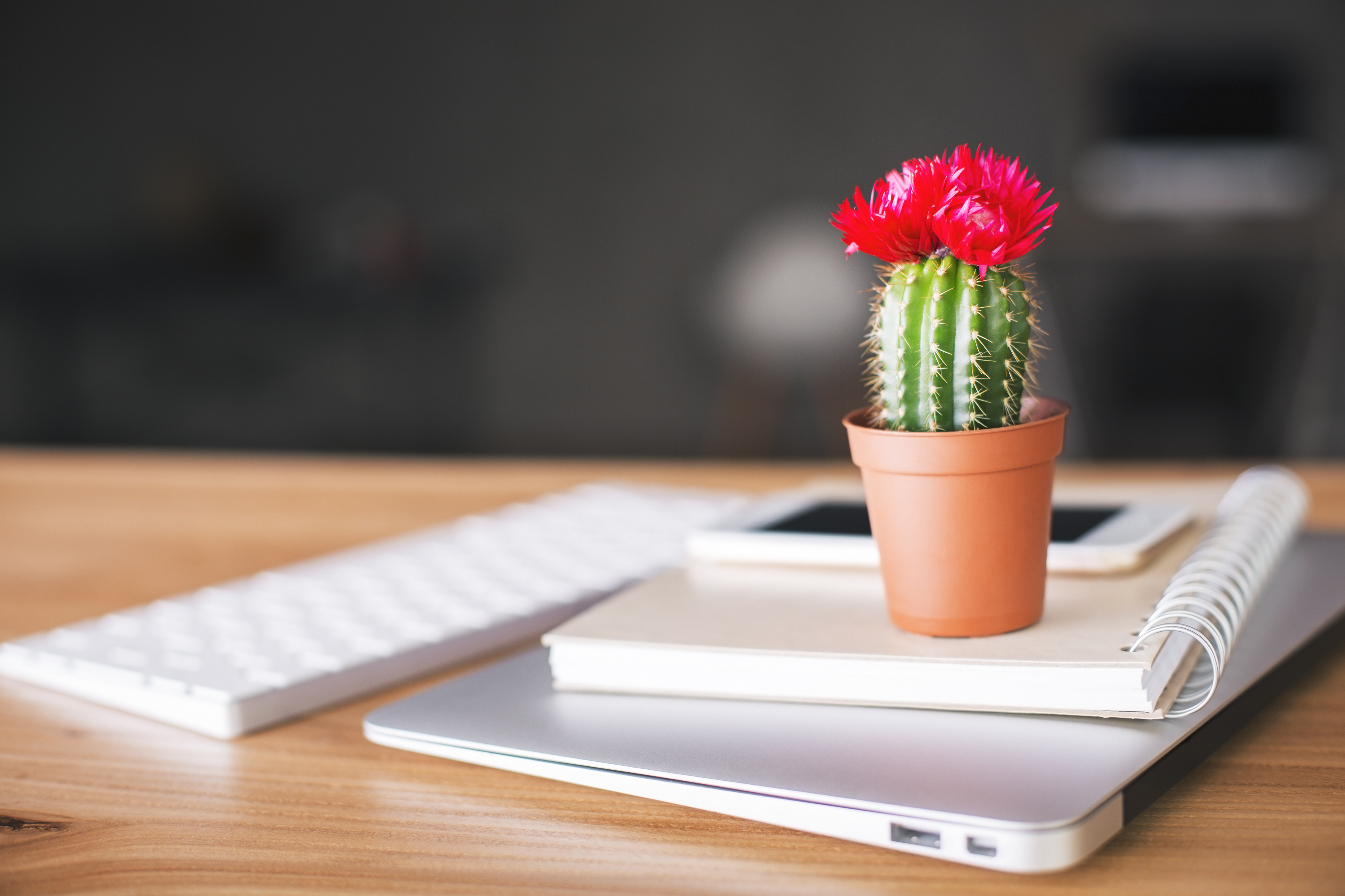 Closeup,Of,Wooden,Desktop,With,Cactus,Placed,On,Laptop,,Notepad,