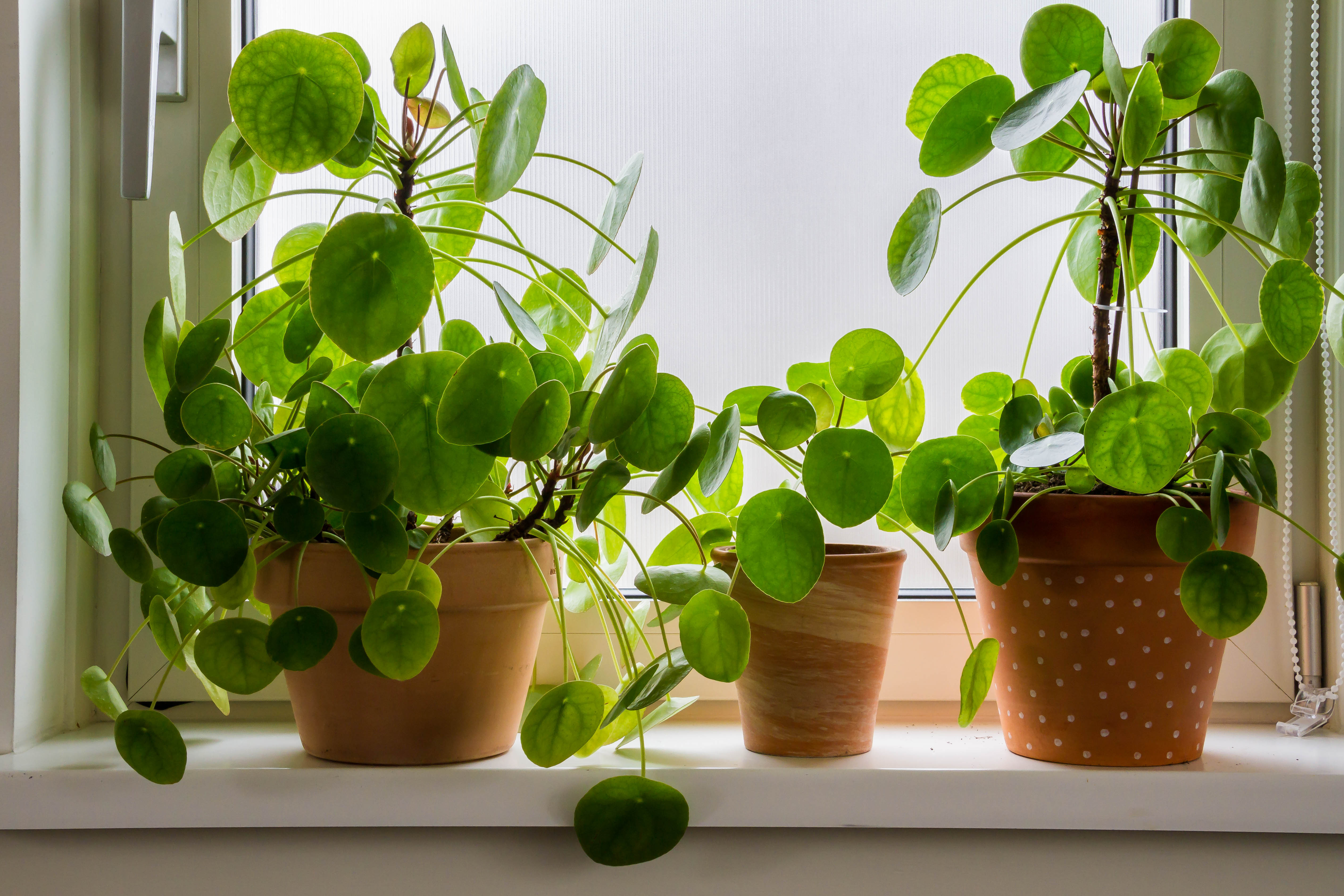 Pilea,Peperomioides,,Money,Plants,In,The,Ceramic,Pot,On,The