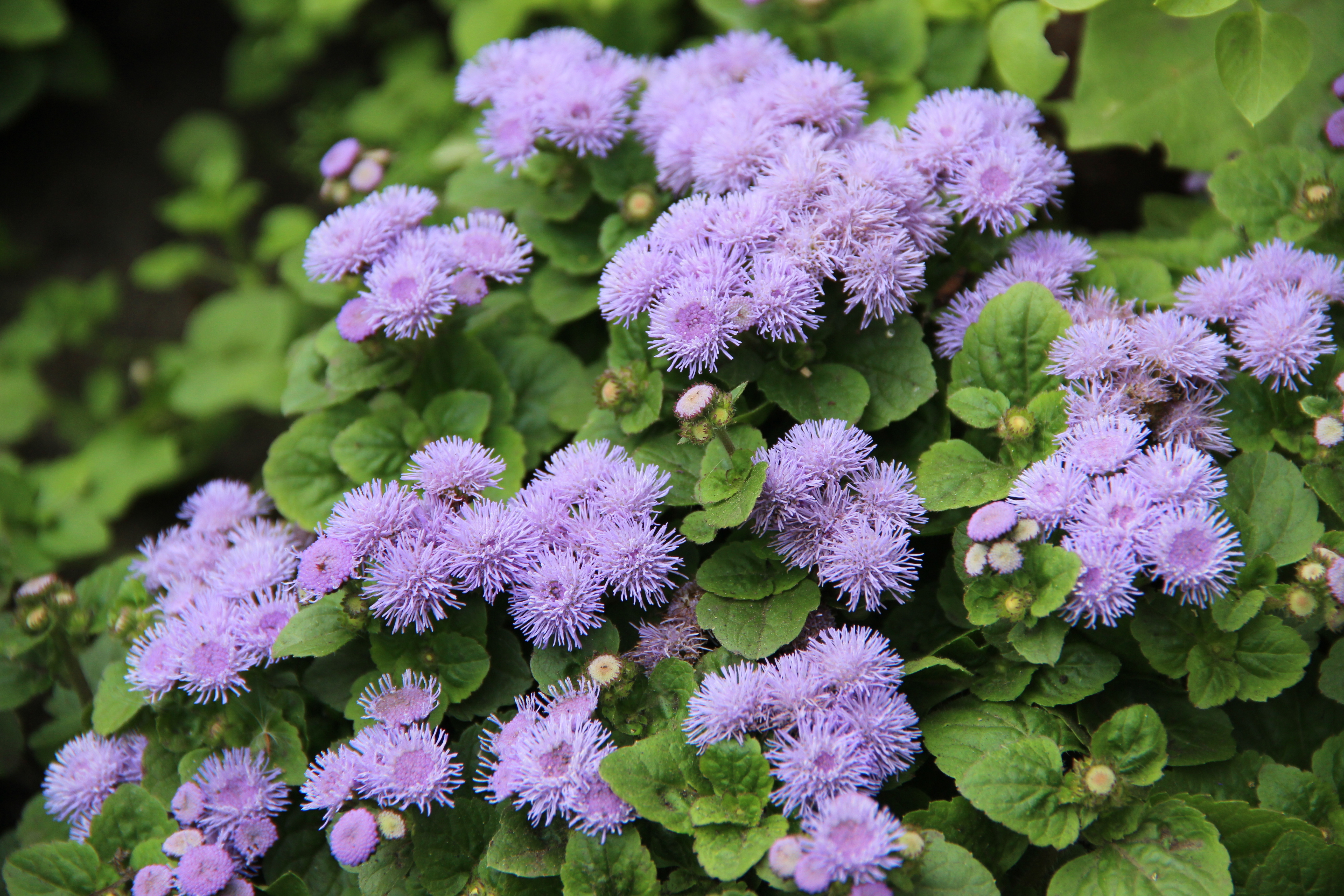 Violet,Ageratum