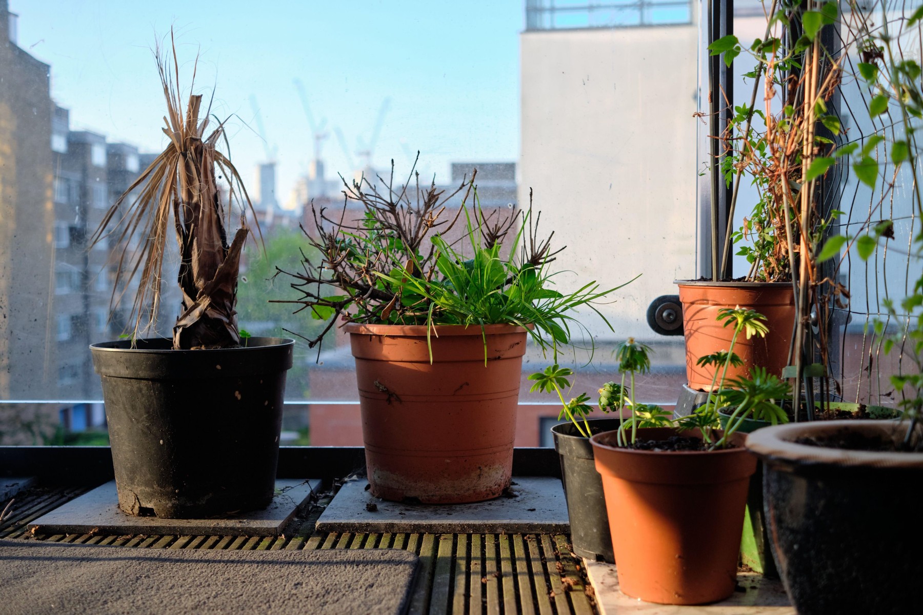 Dead and dying plants in plastic pot in front of late afternoon sun