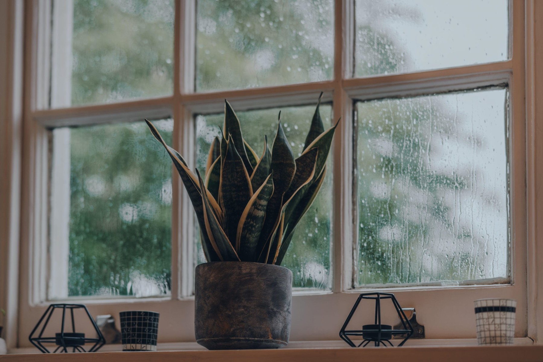Low angle view of a plant in industrial style cement pot and tea light holders on a windowsill at home, shallow focus, rain on the window glass.
