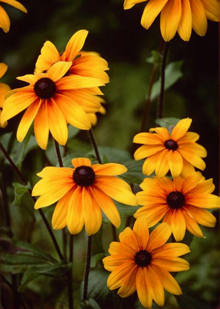 Rudbekije