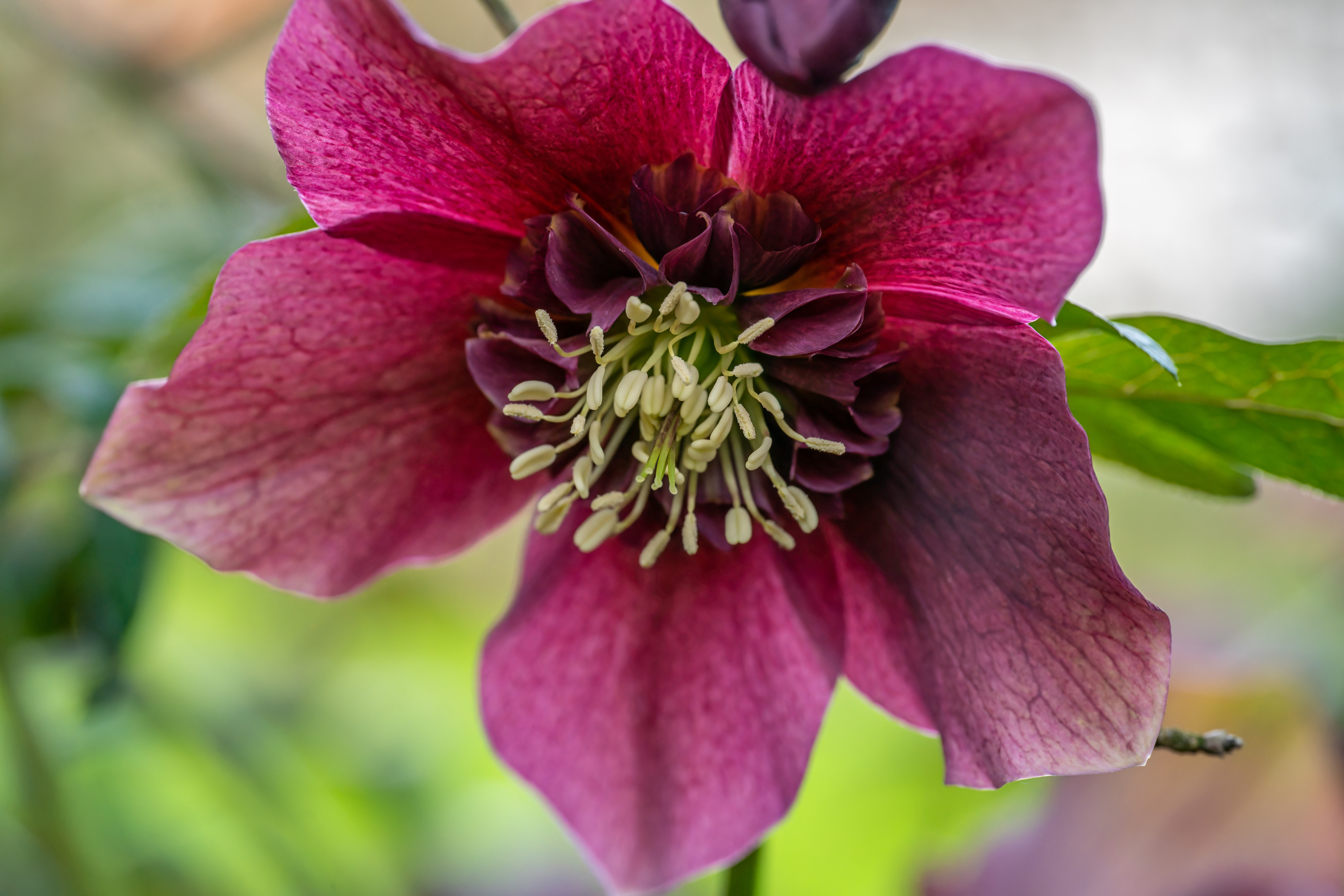 Red,Flowers,Of,A,Helleborus,Orientalis,In,Spring,In,My