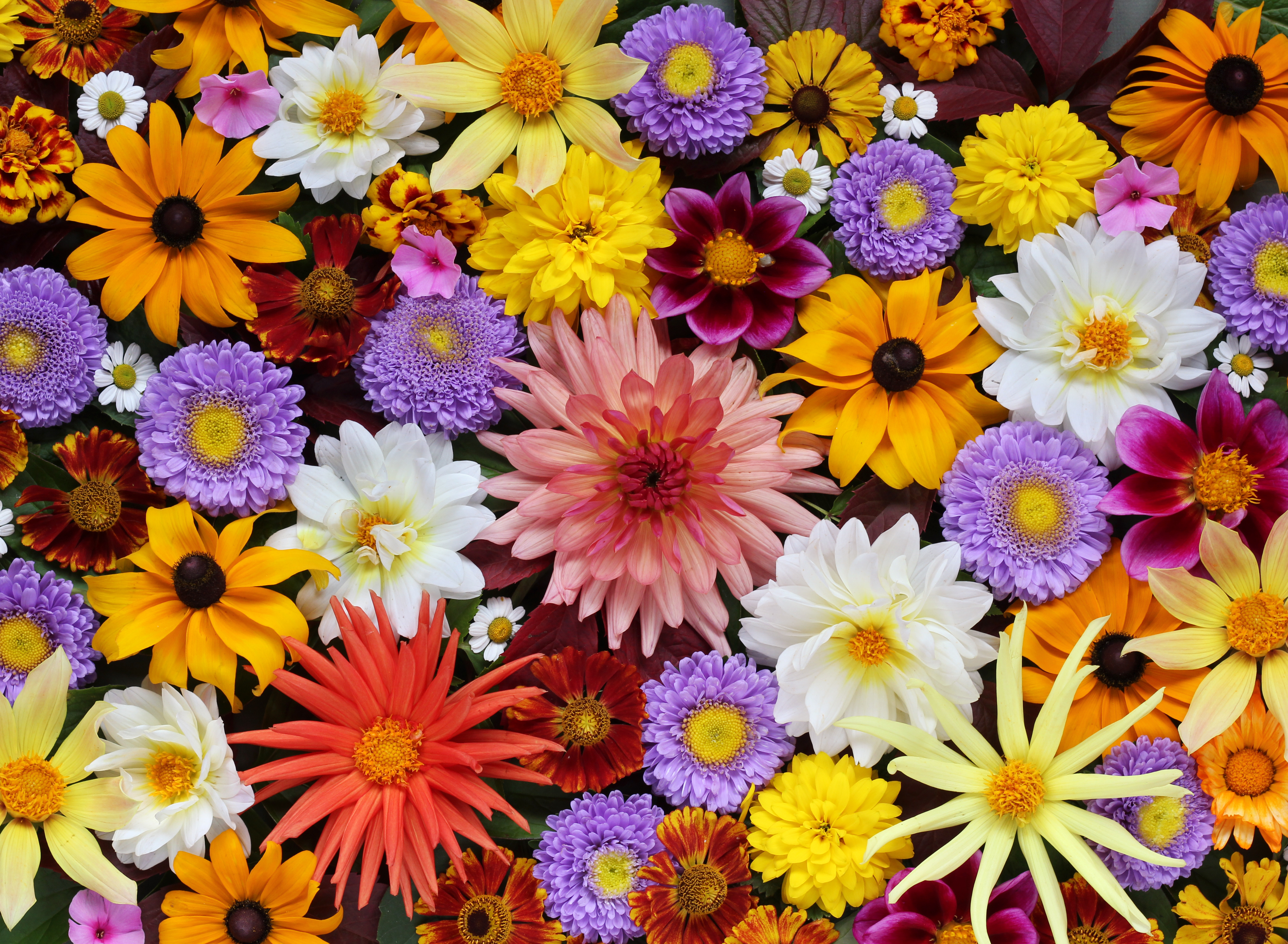 Beautiful,Autumn,Floral,Background,For,Greeting,Or,Postcards.,Texture,Of