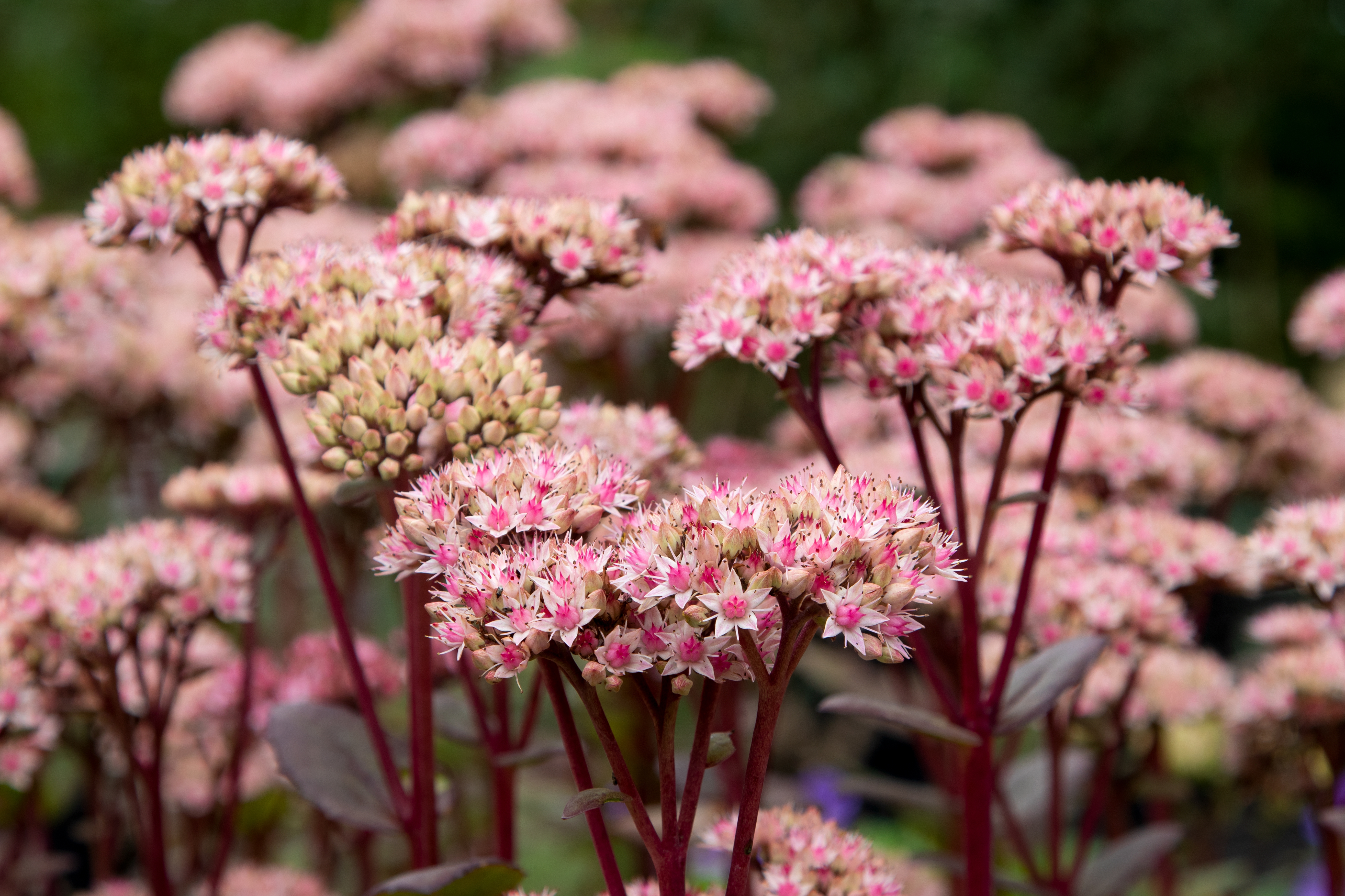 Stonecrop,(sedum,'matrona'),Millennium,Plant