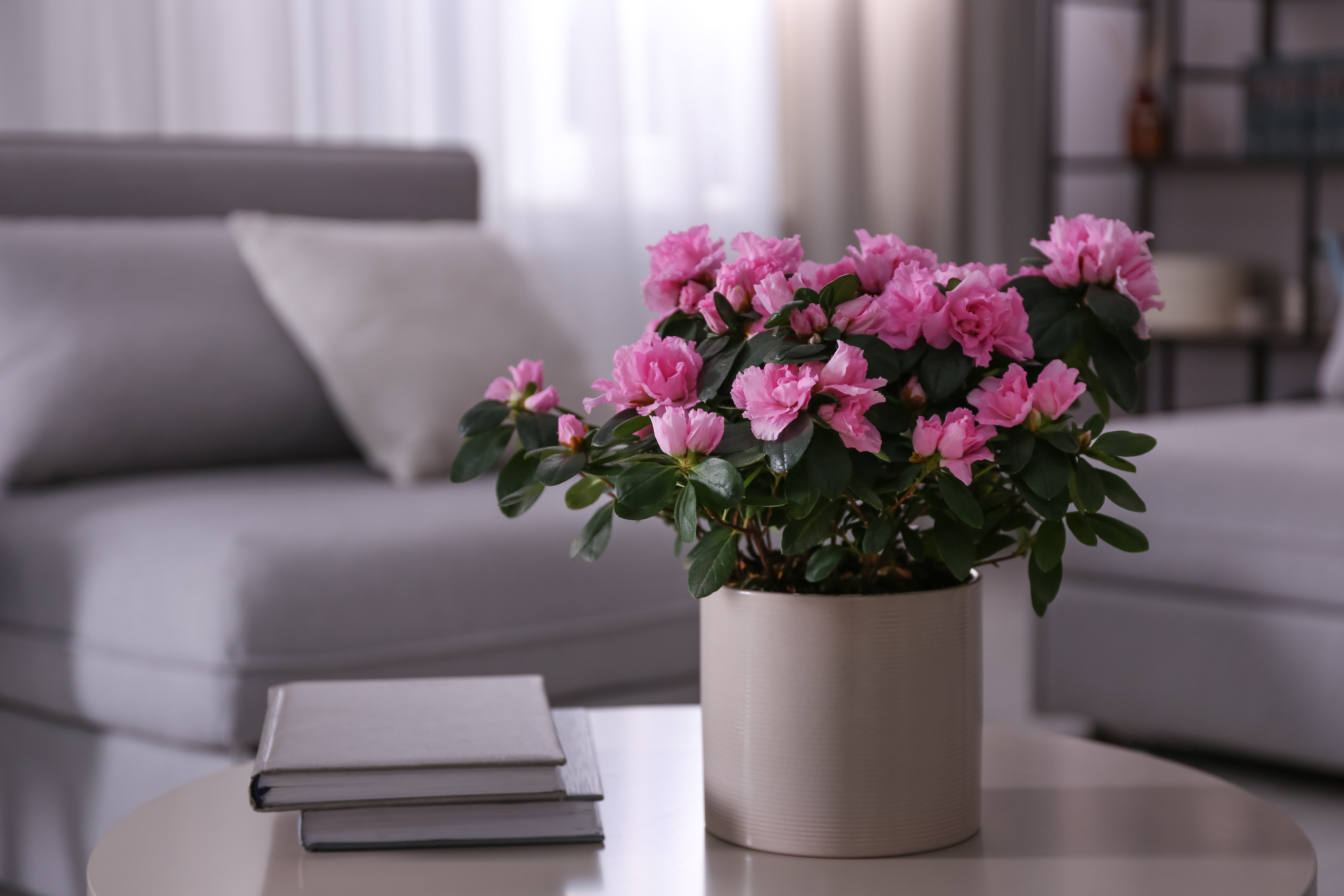 Modern,Living,Room,Interior,With,Beautiful,Potted,Plant,,Space,For