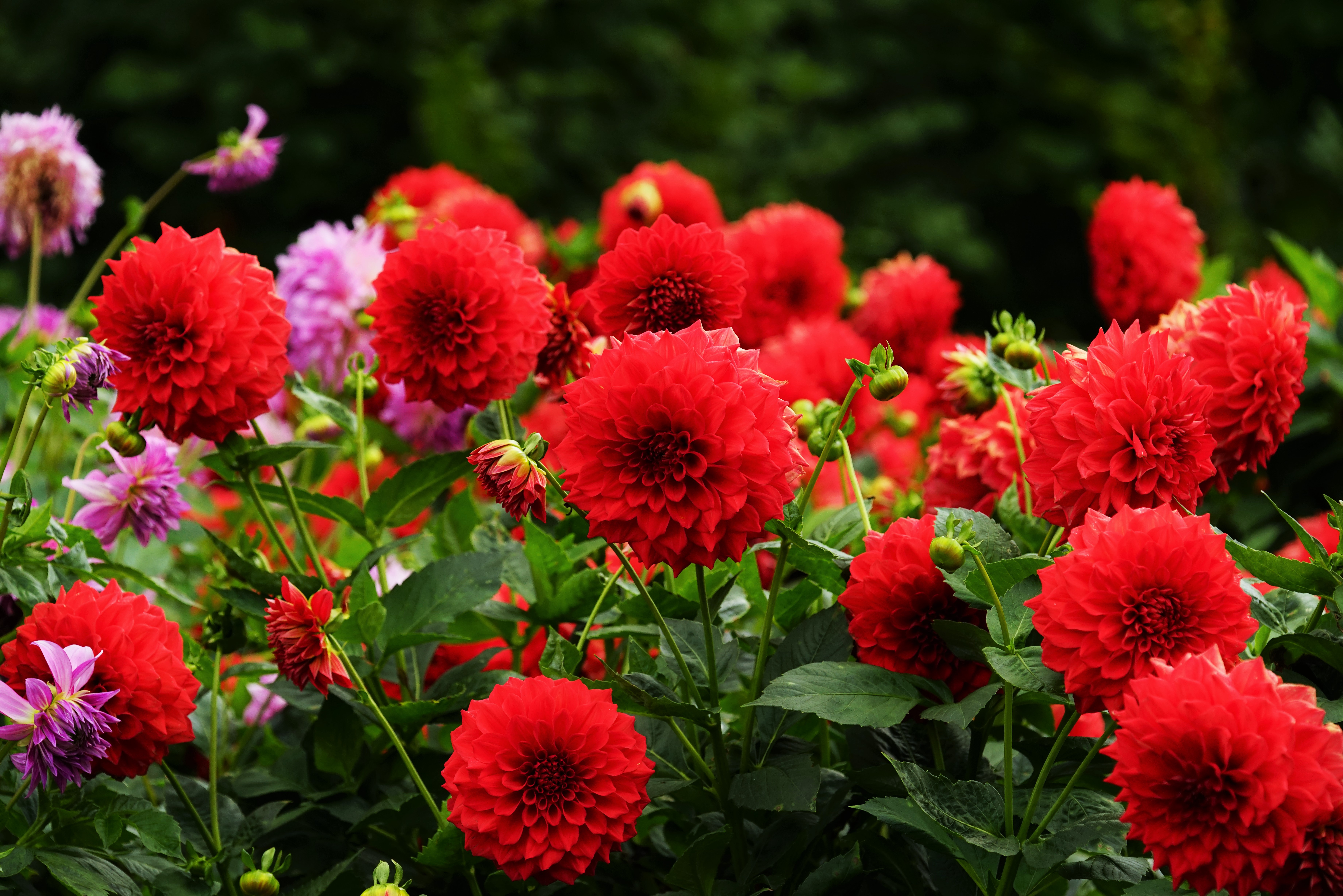 Beautiful,Dahlia,Flower,In,A,Botanical,Garden,In,Summer