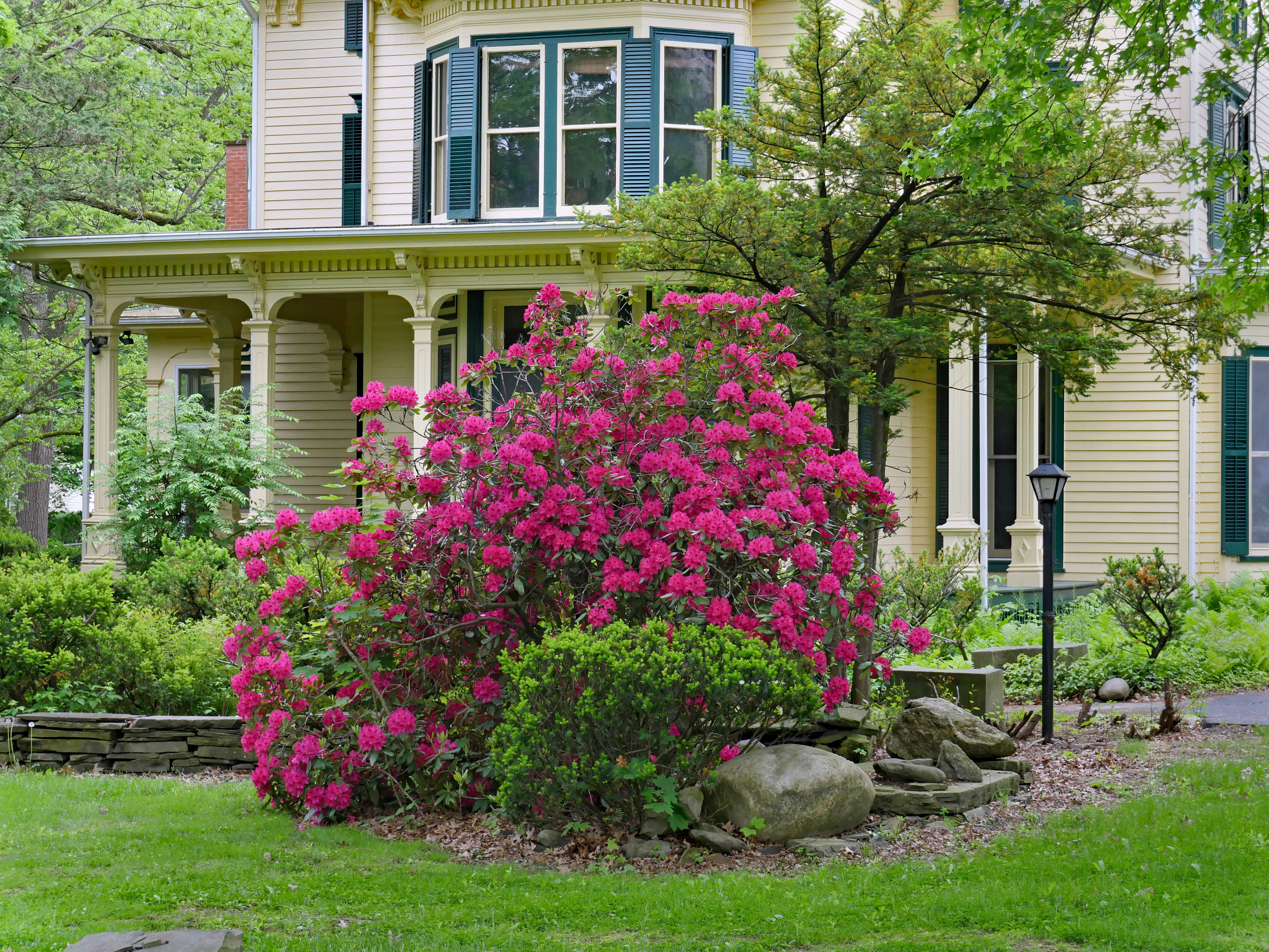 Purple,Rhododendron,Bush,In,Bloom,In,Front,Of,Old,Fashioned