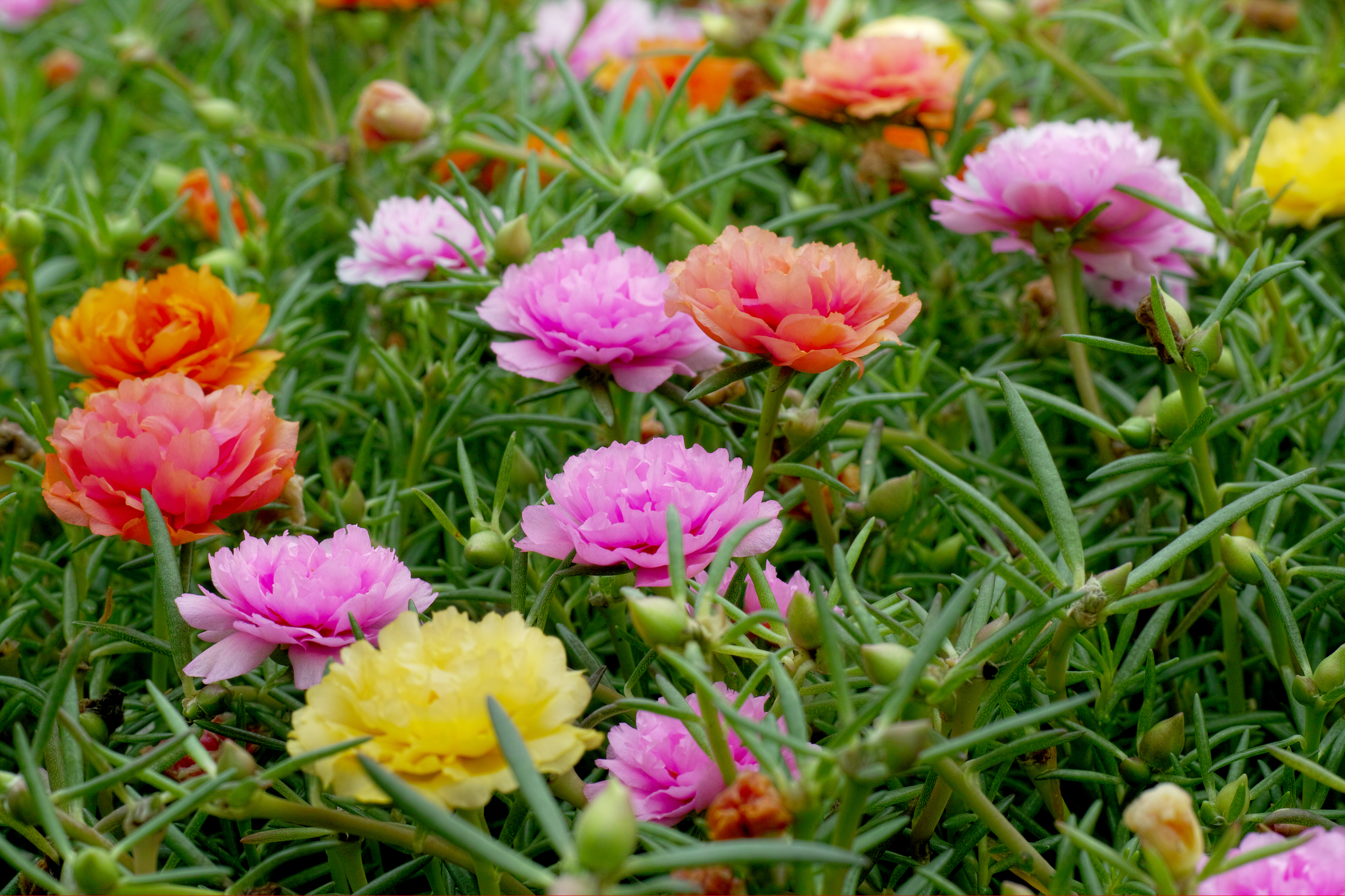 Portulaca,Flowers,At,The,Garden.