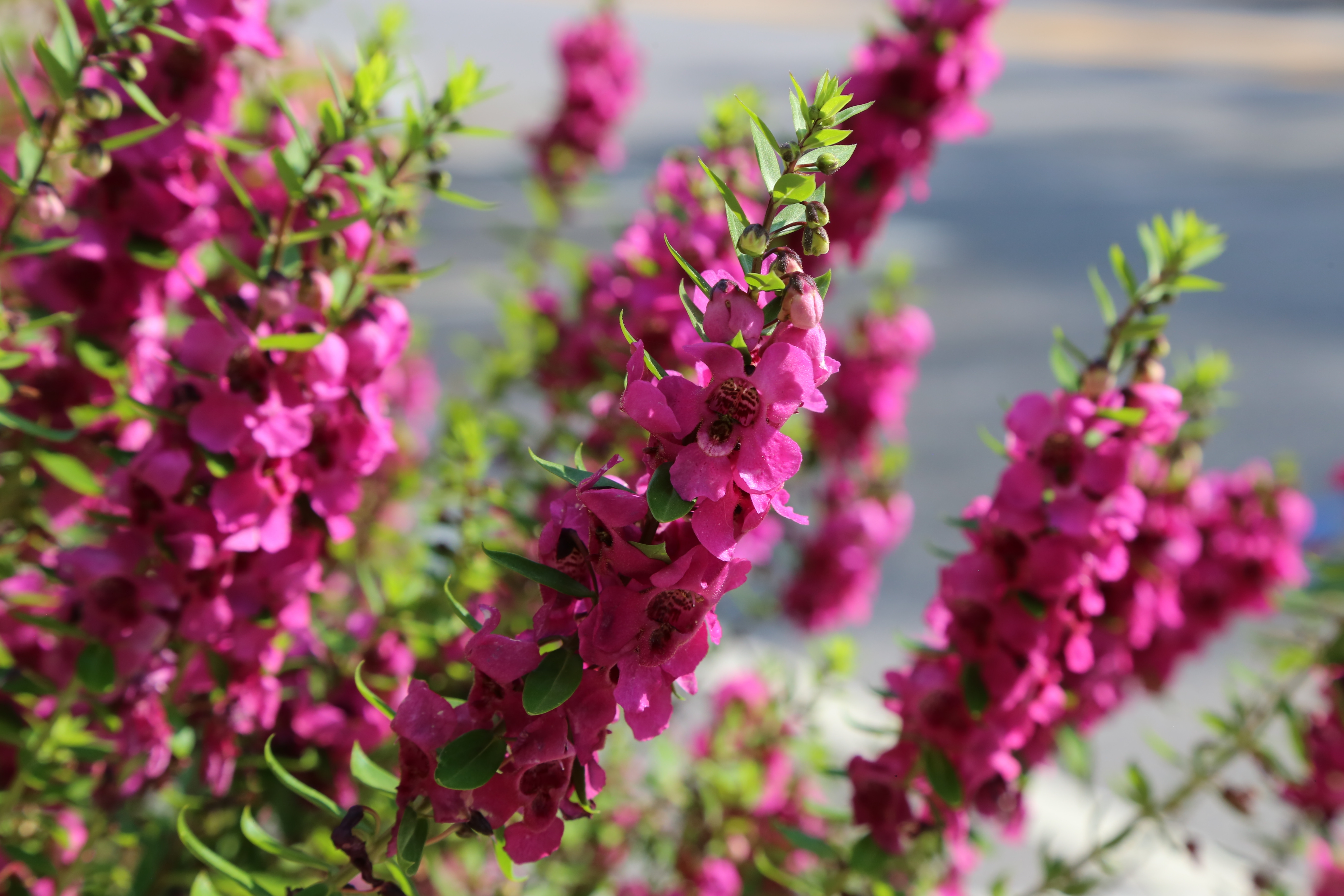 Bright,Pink,Angelonia,Herbaceous,Plant,On,A,Sunny,Day