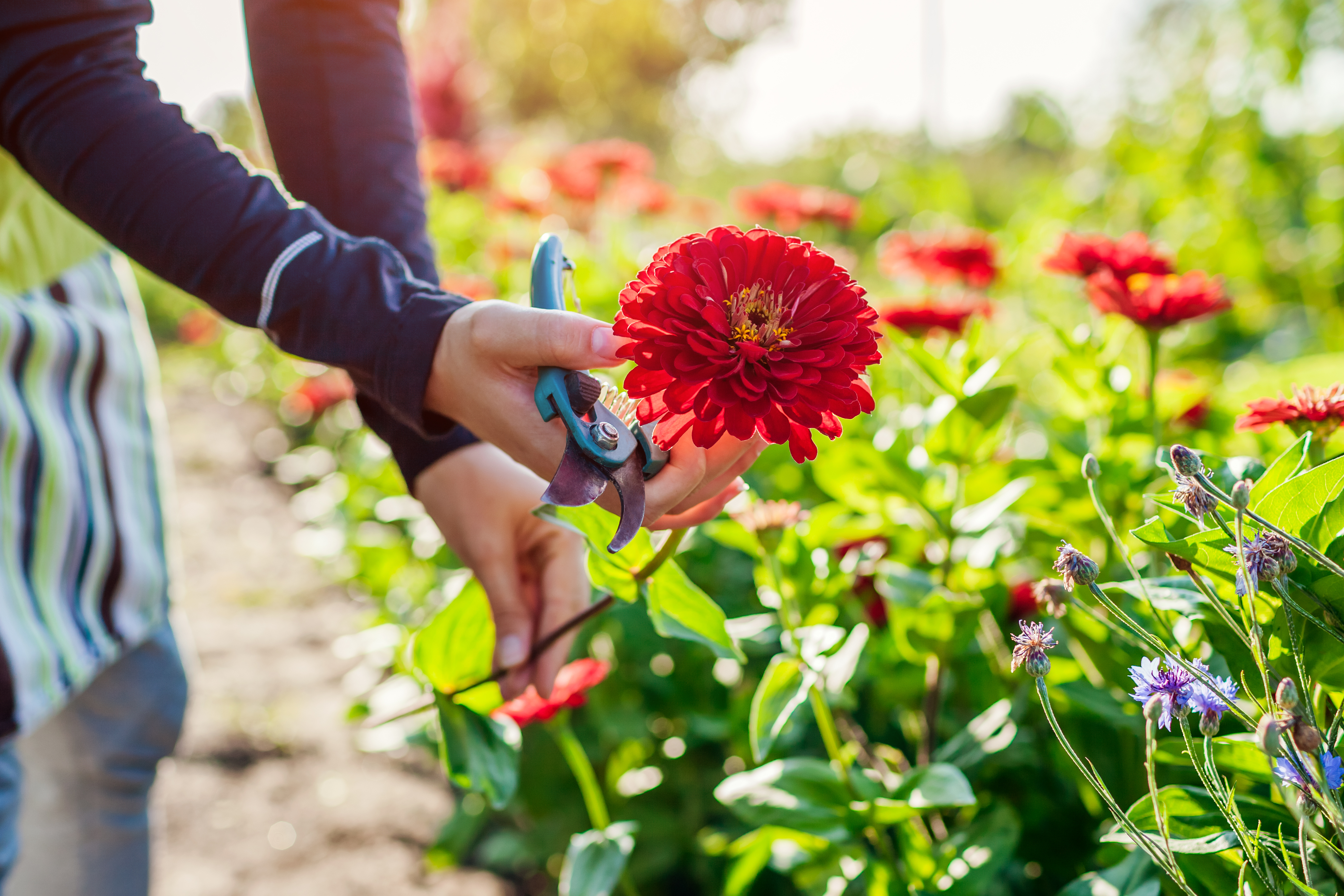 Woman,Gardener,Picking,Red,Zinnias,In,Summer,Garden,Using,Pruner.