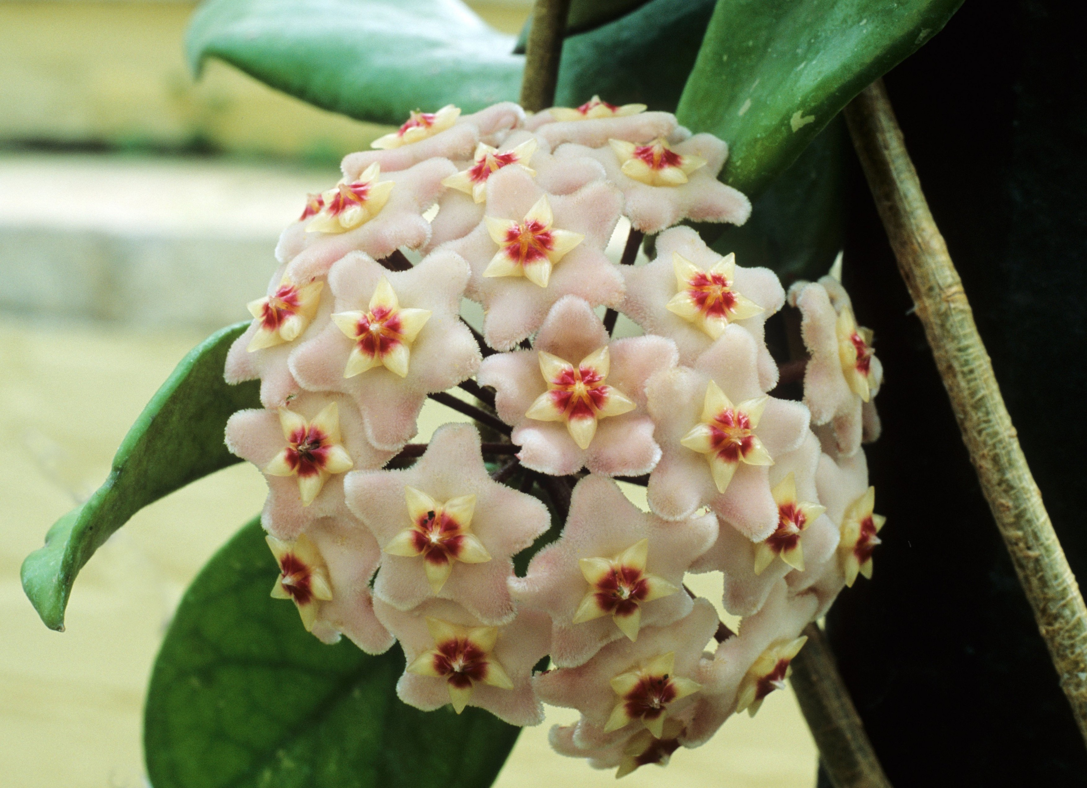 Hoya carnosa, Wax Plant, garden plants flower flowers