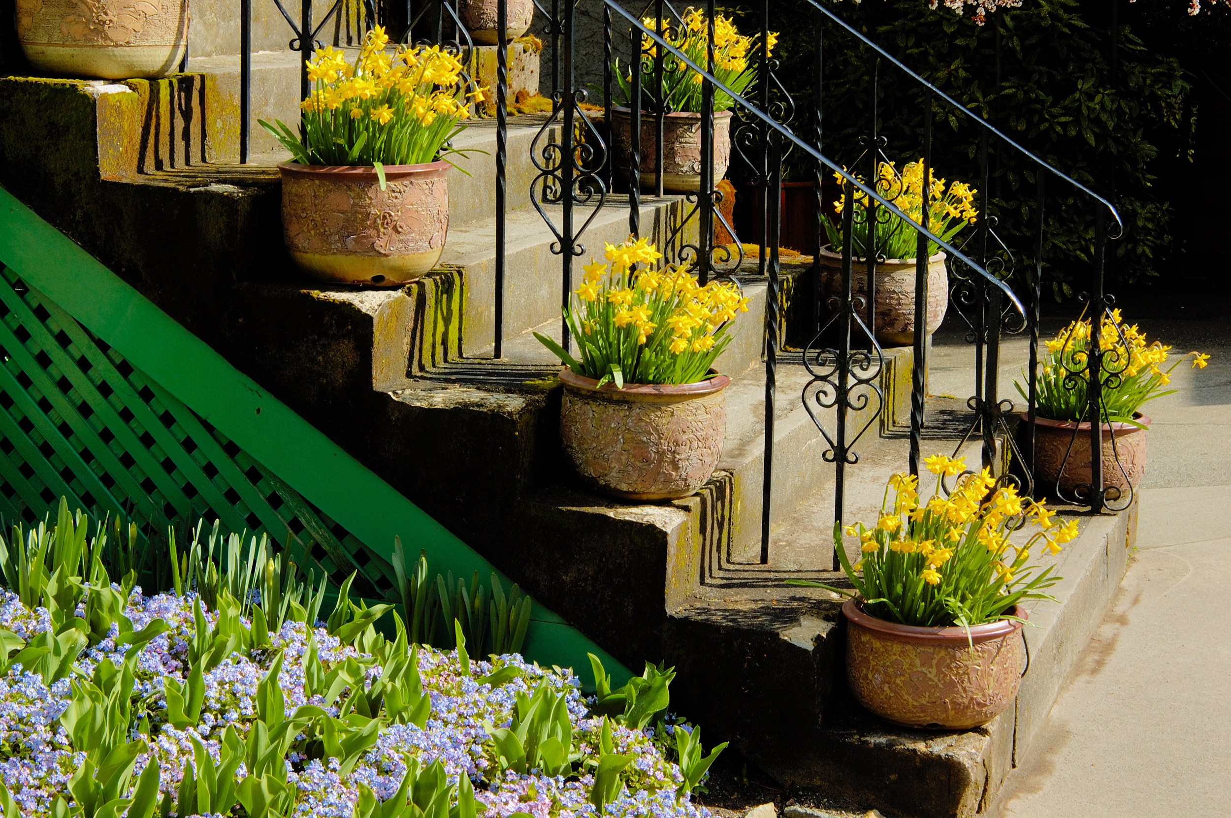 Pots,With,Daffodils,On,The,Stairs
