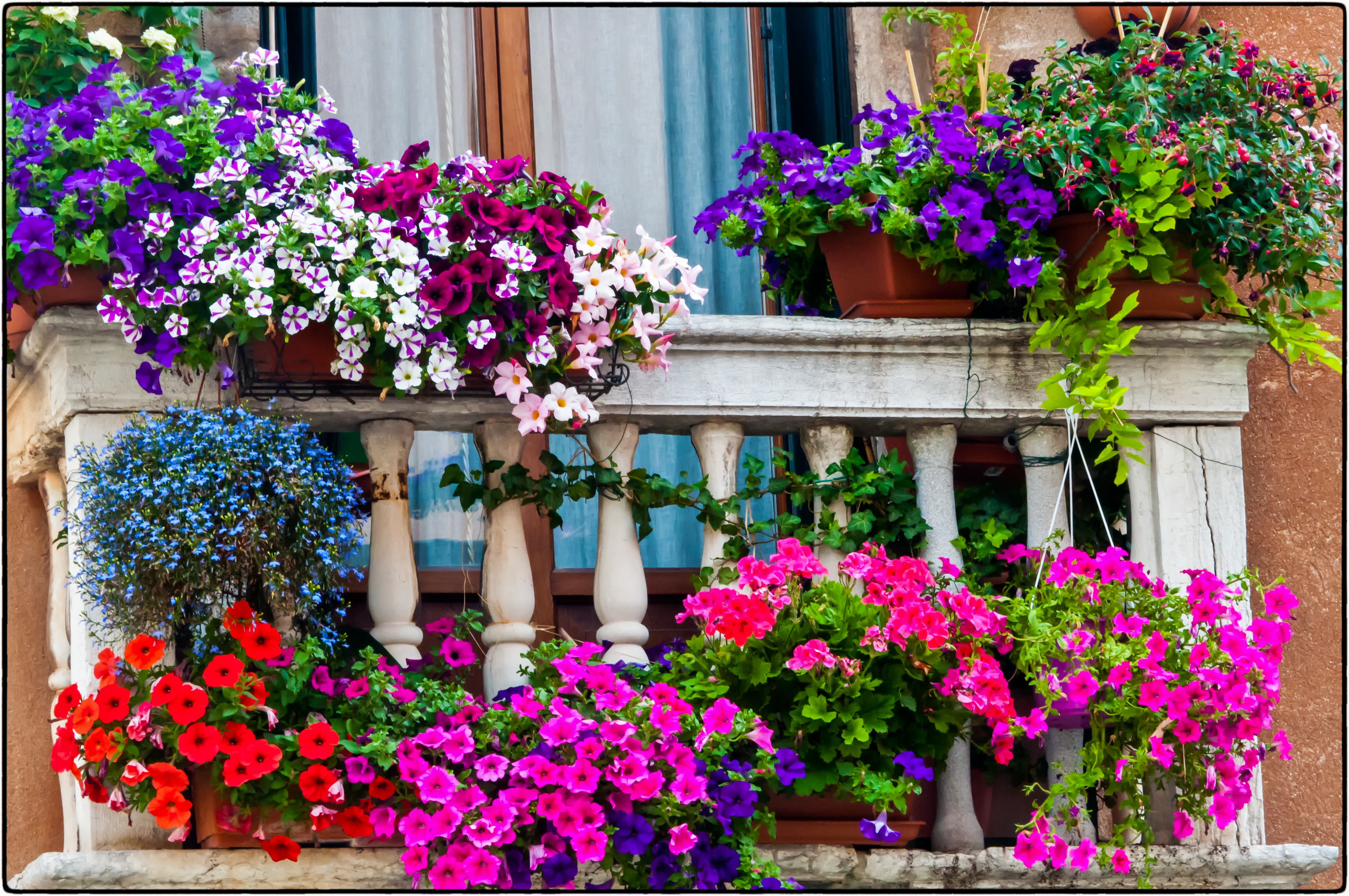A,Low,Angle,Shot,Of,Pots,With,Beautiful,Flowers,In