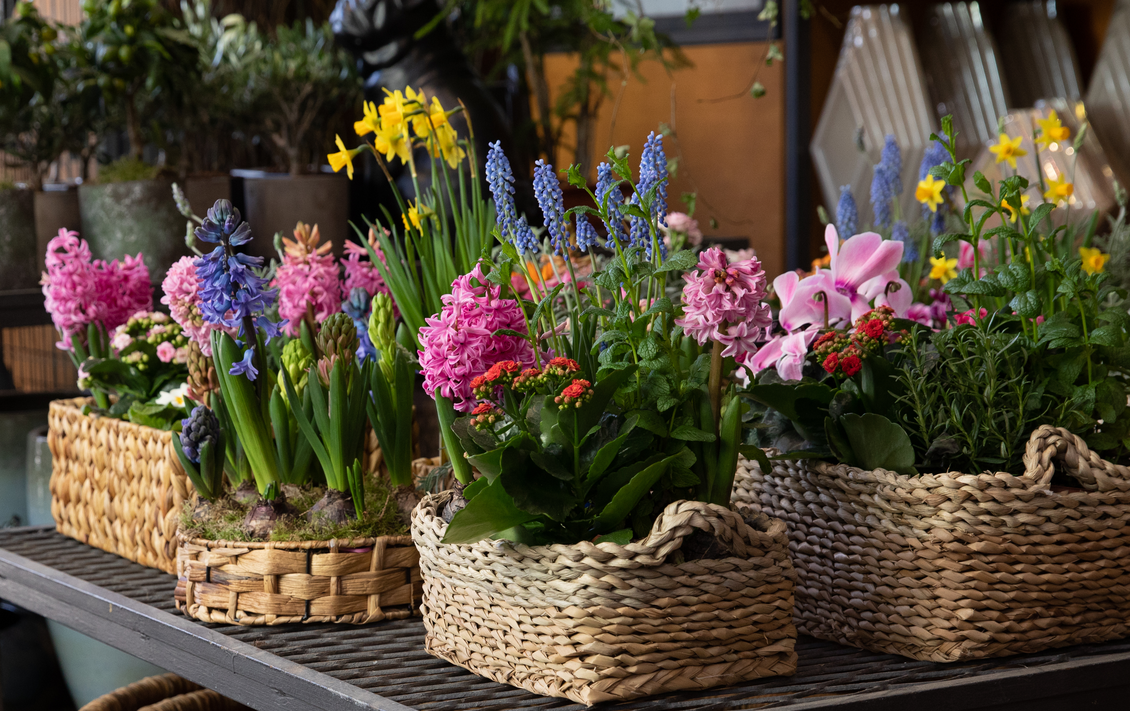 Happy,Spring,Mood,Baskets,Of,Flowering,Plants,Such,As,Hyacinths,