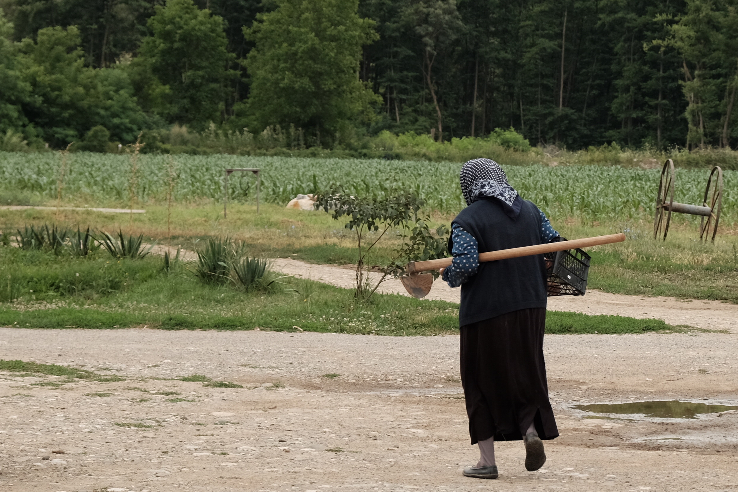 Old,Woman,Goes,To,Work,In,The,Fields,With,Hoe