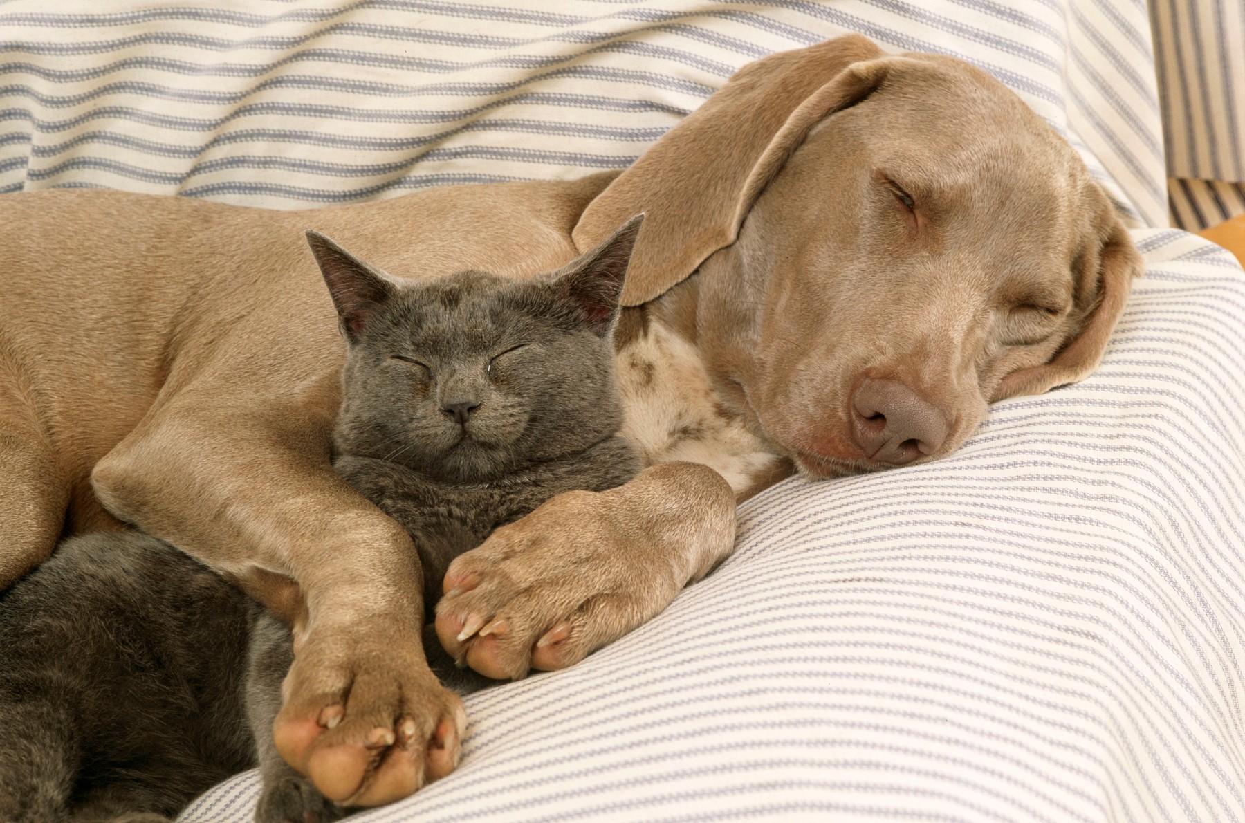Weimaraner Dog - asleep on sofa with Blue Cat