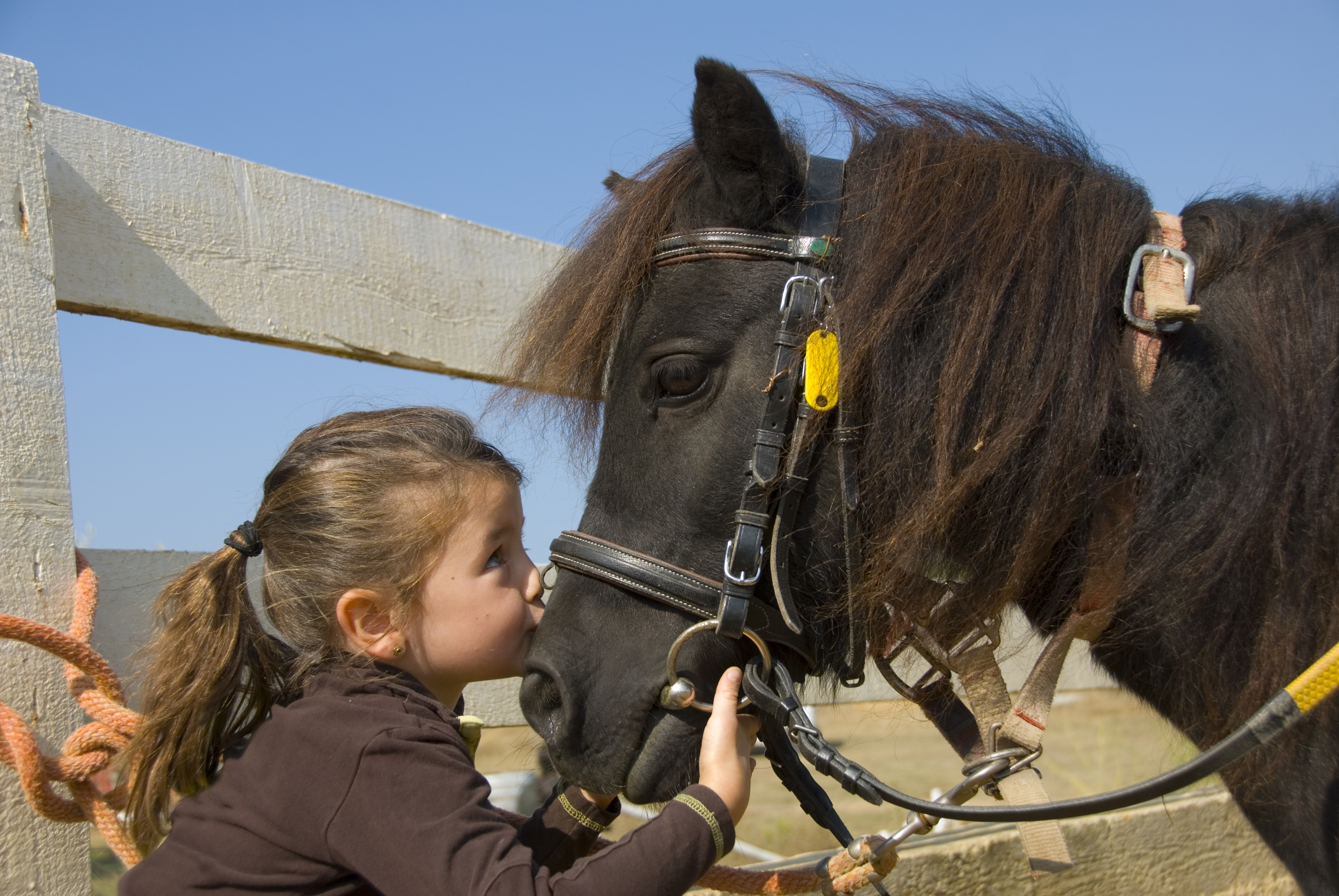 Little,Girl,Kissing,Her,Pony,Purebred,Shetland,On,The,Nose