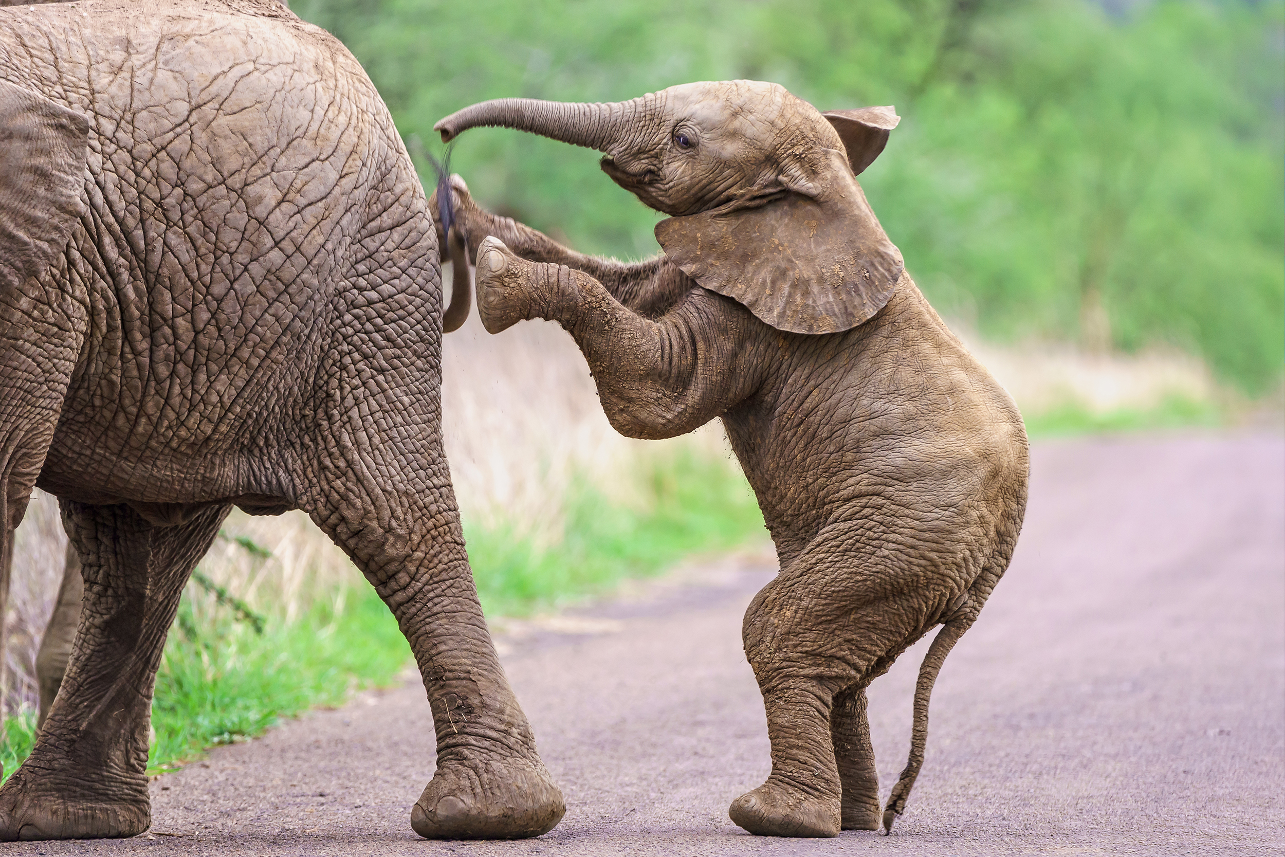 Elephant,Calf,Standing,And,Pushing,It's,Mother,At,Pilanesberg,National