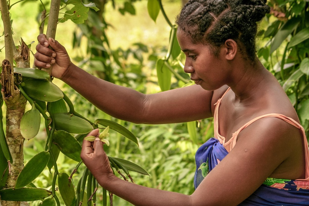 Sambava, Madagascar, Jan 13: A malagasy woman pollinate manually a vanilla flower on January 13, 2017