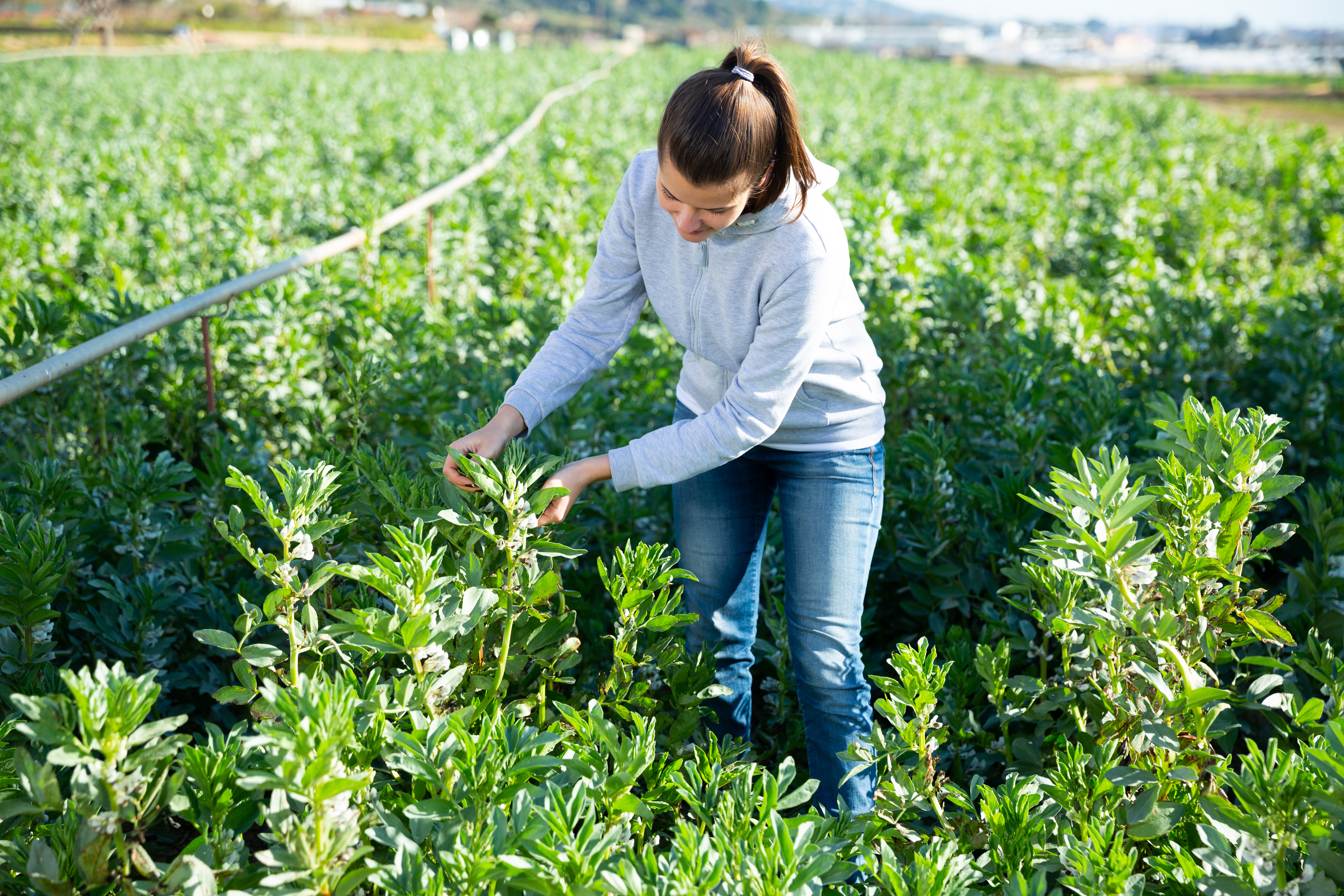 Positive,Woman,Checking,Seedlings,Of,Fava,Beans