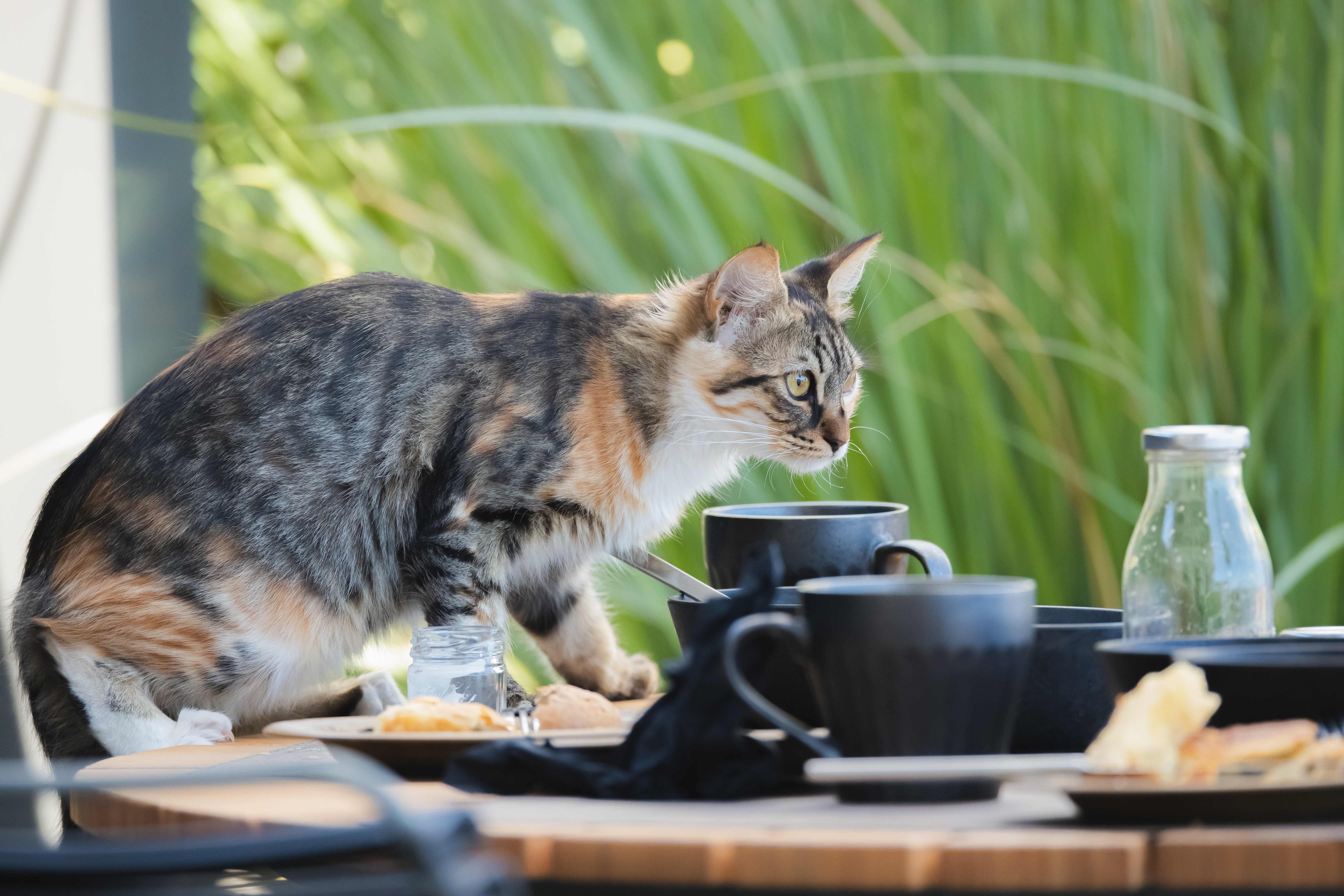 A,Mischievous,And,Naughty,Tabby,Cat,Scavenges,For,Food,From