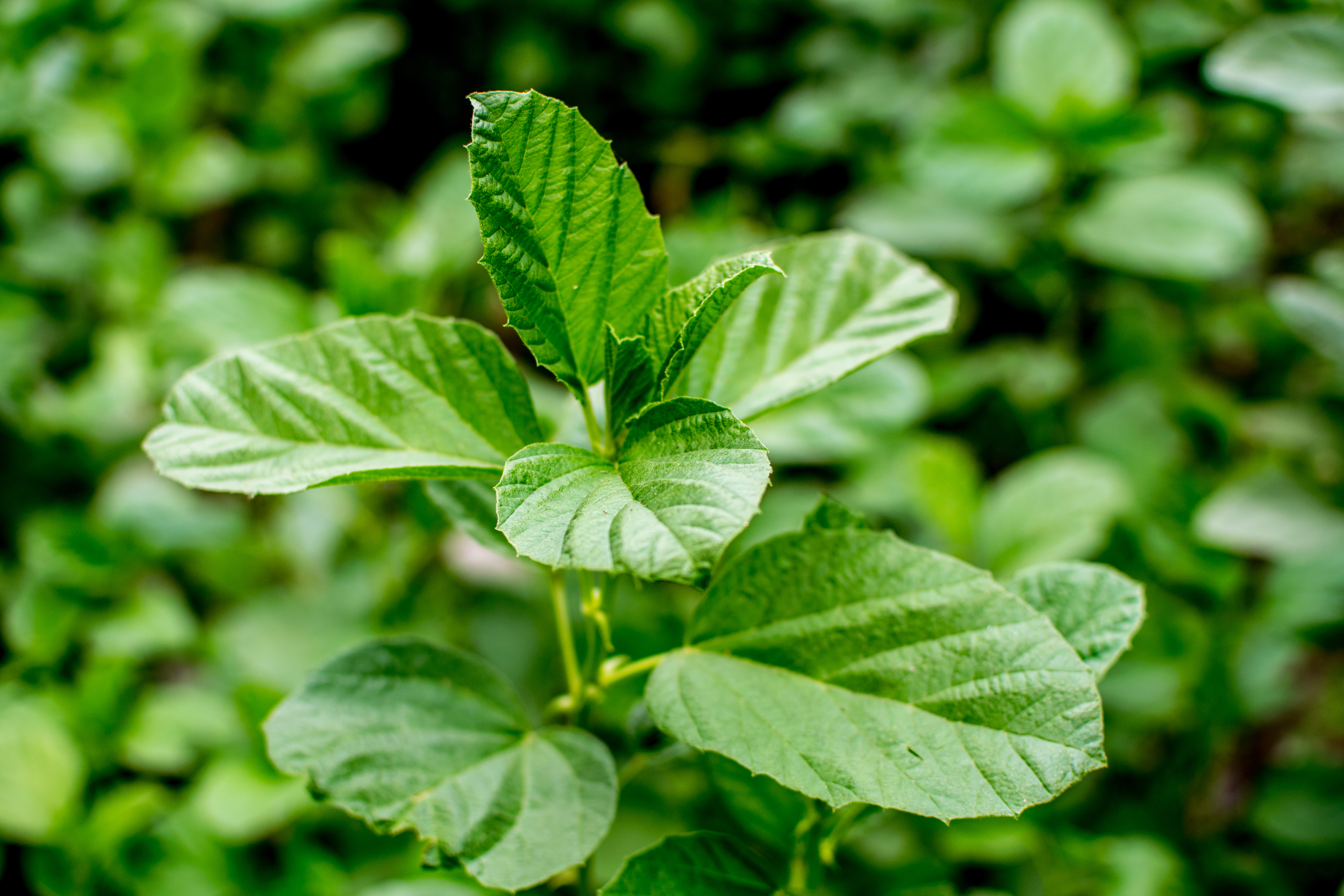 shutterstock_698614885 bakuchiol ili babchi ili Psoralea corylifolia