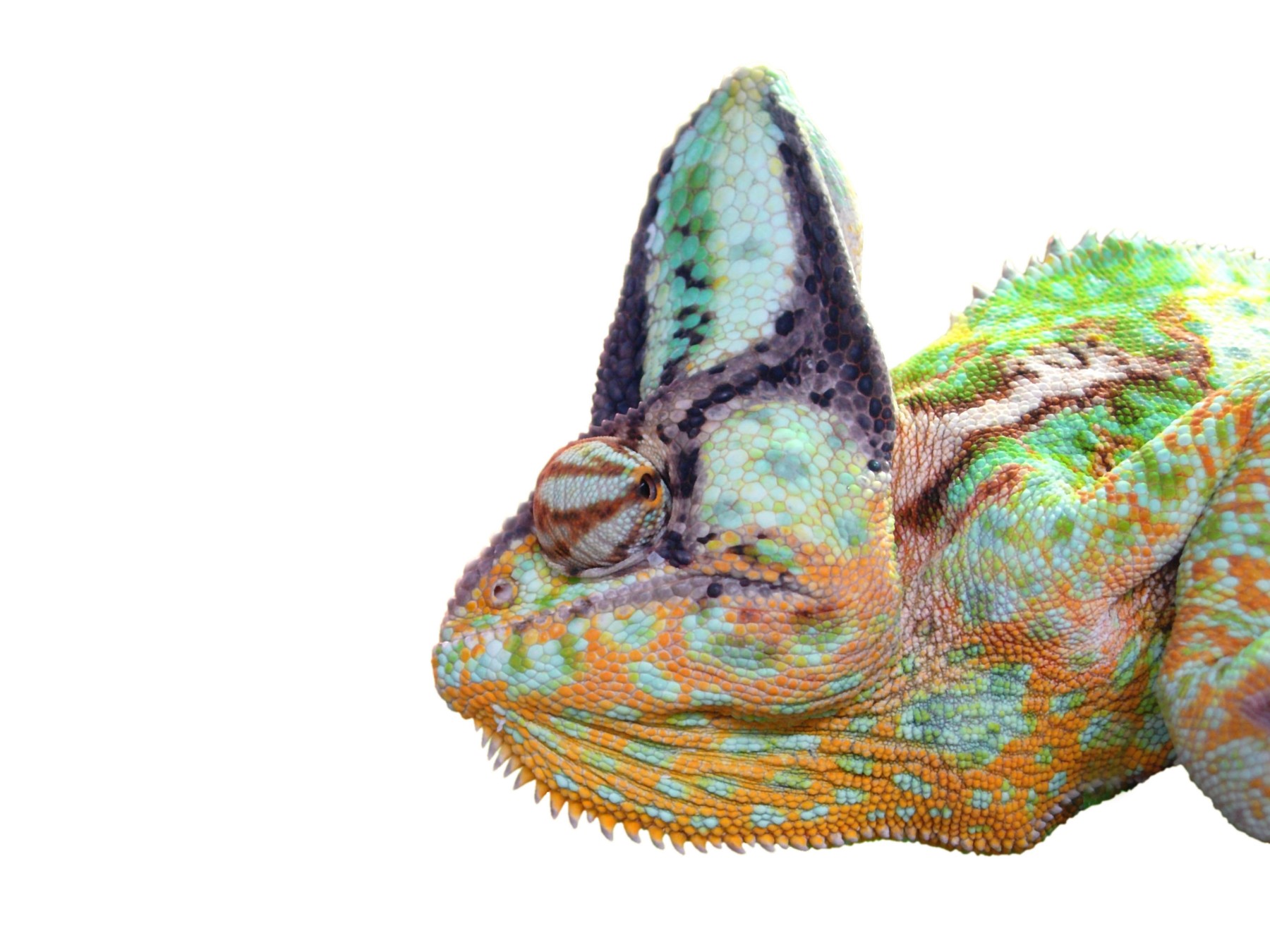 Kameleon
