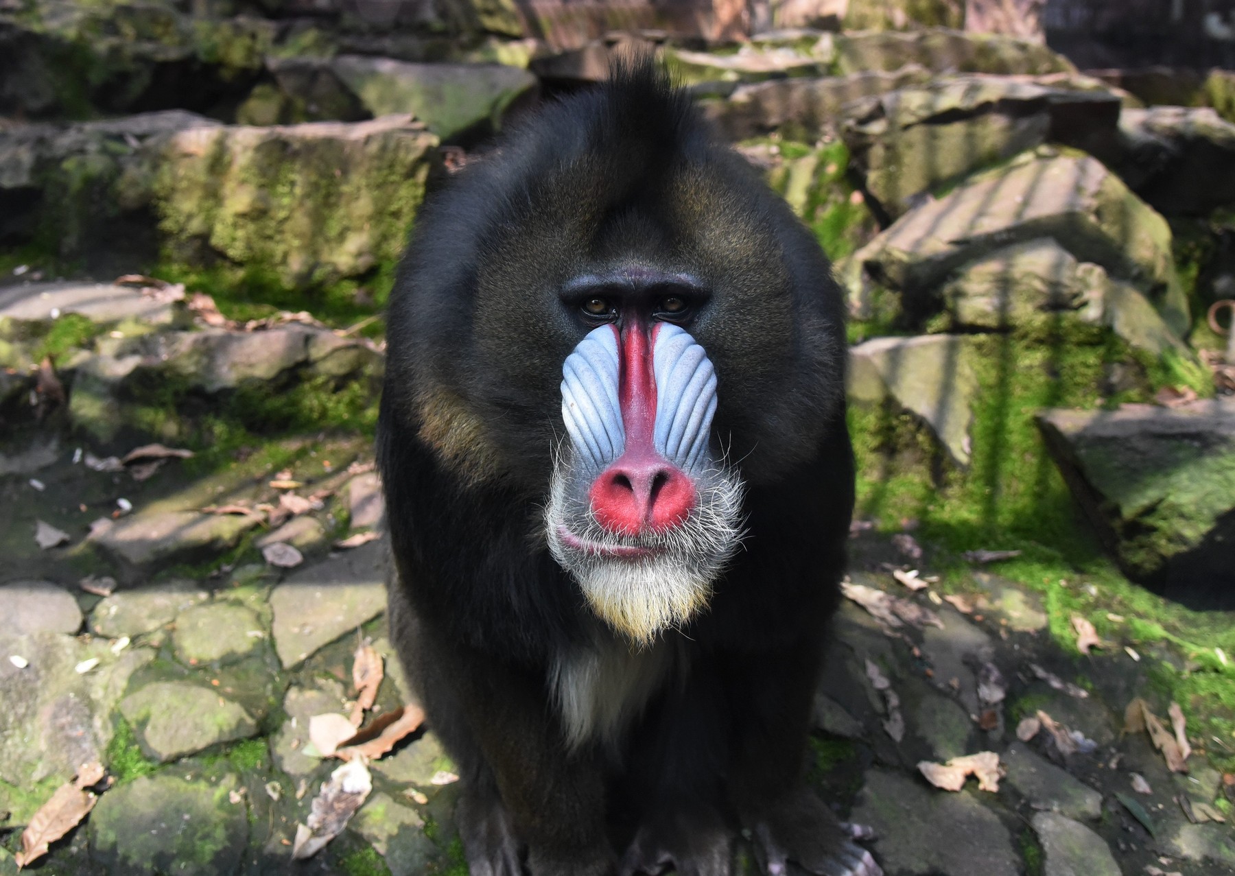 Mandrillus sphinx