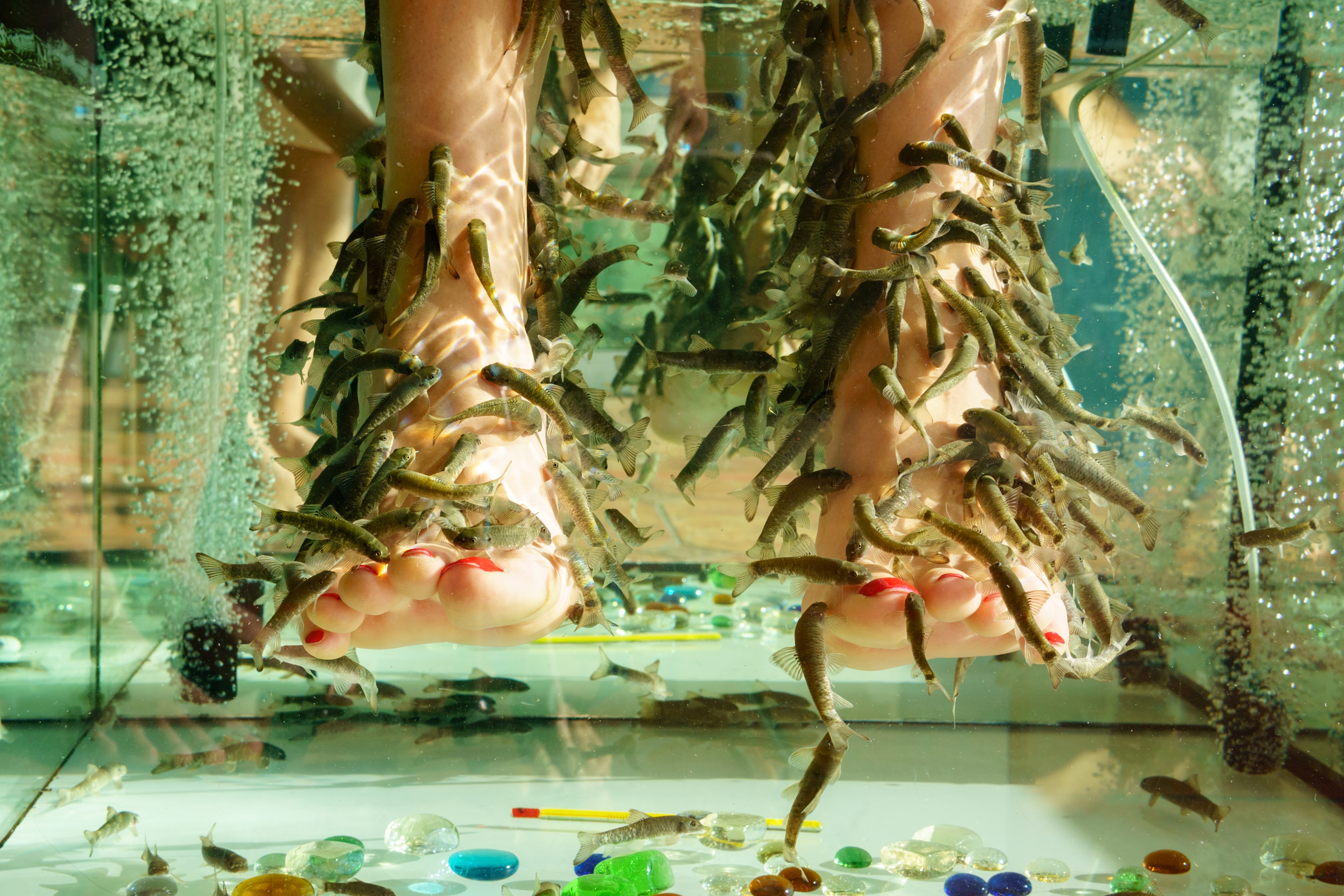Fish,Spa,Pedicure,Rufa,Garra,Treatment.,Legs,And,Fish,In