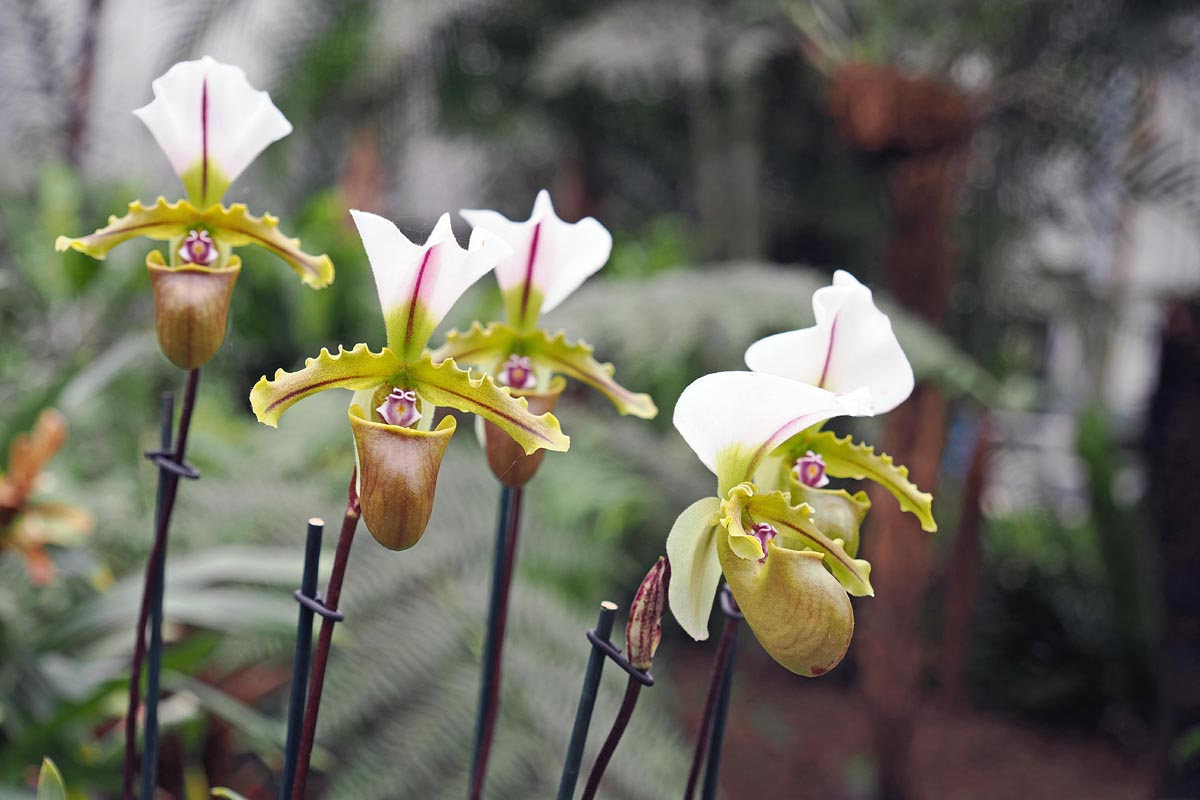 Ocean Orchids, foto Nikola Zoko (2).jpg