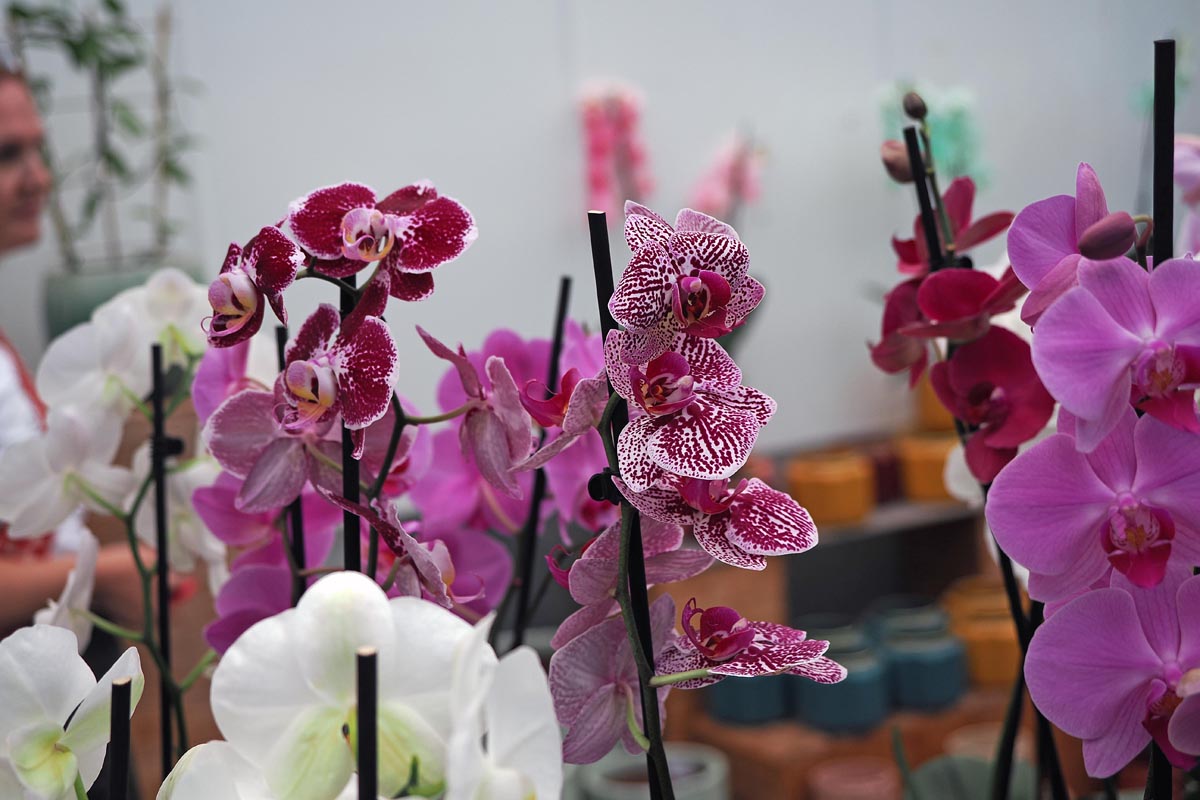 Ocean Orchids, foto Nikola Zoko (4).jpg